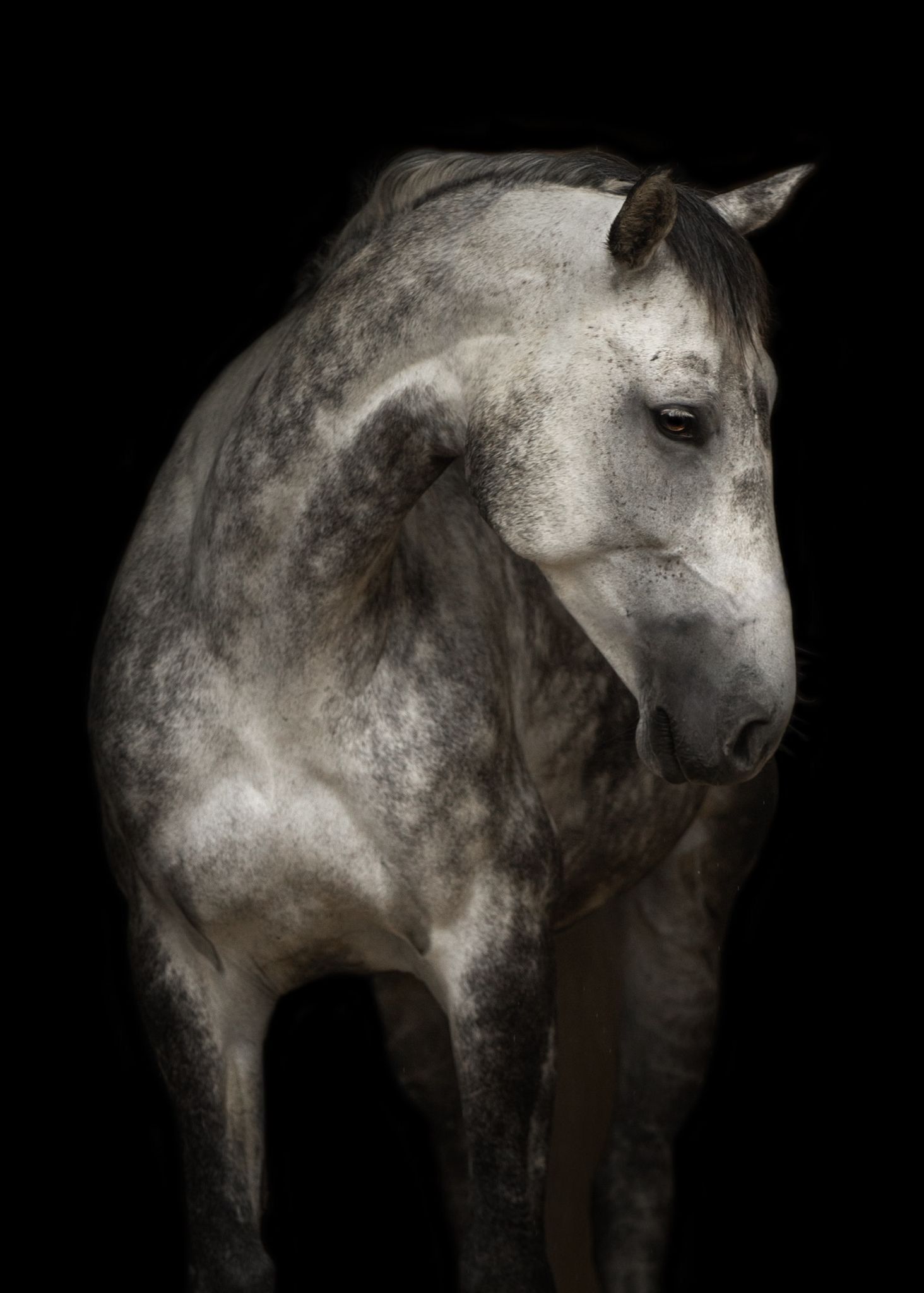 kwpn springpaard merrie 9 years old schimmel for sale - Photo 4