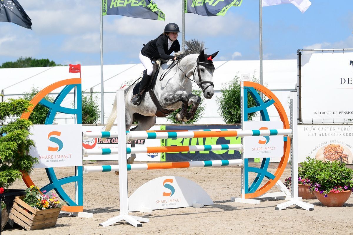 kwpn springpaard merrie 9 years old schimmel for sale - Photo 3