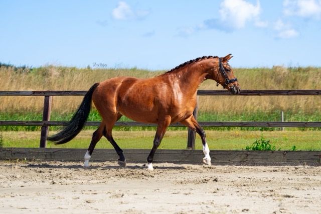 kwpn dressuurpaard merrie 5 岁 bruin 出售 - 照片 2