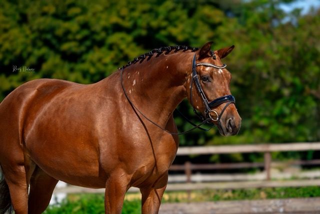kwpn dressuurpaard merrie 5 岁 bruin 出售 - 照片 3