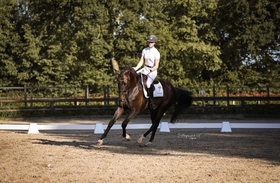 kwpn dressuurpaard merrie 5 years old zwart for sale - Photo 3