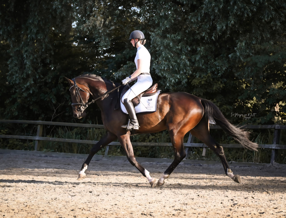 kwpn dressuurpaard merrie 5 years old zwart for sale - Photo 4