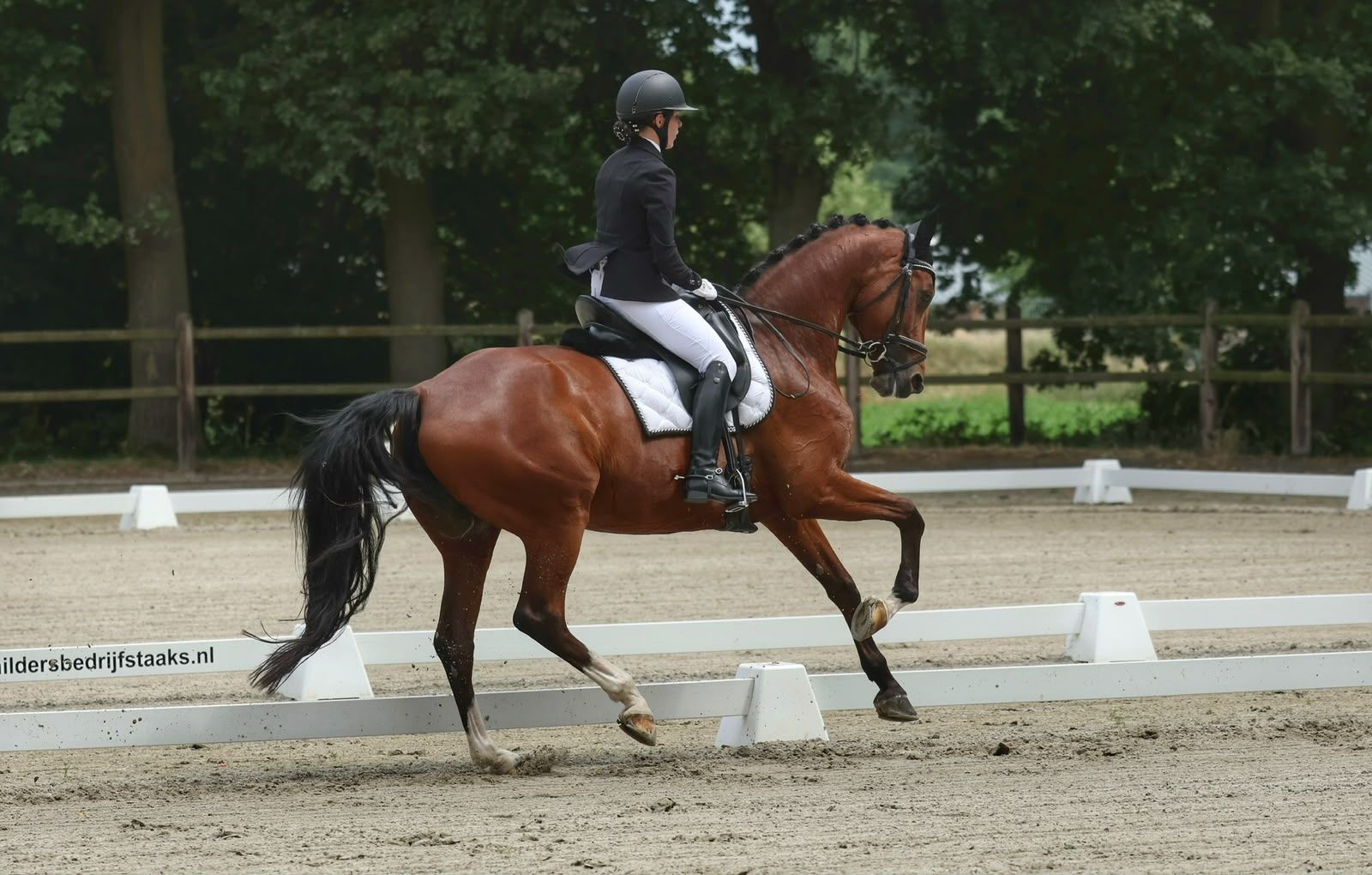 kwpn dressuurpaard merrie 13 years old bruin for sale - Photo 5