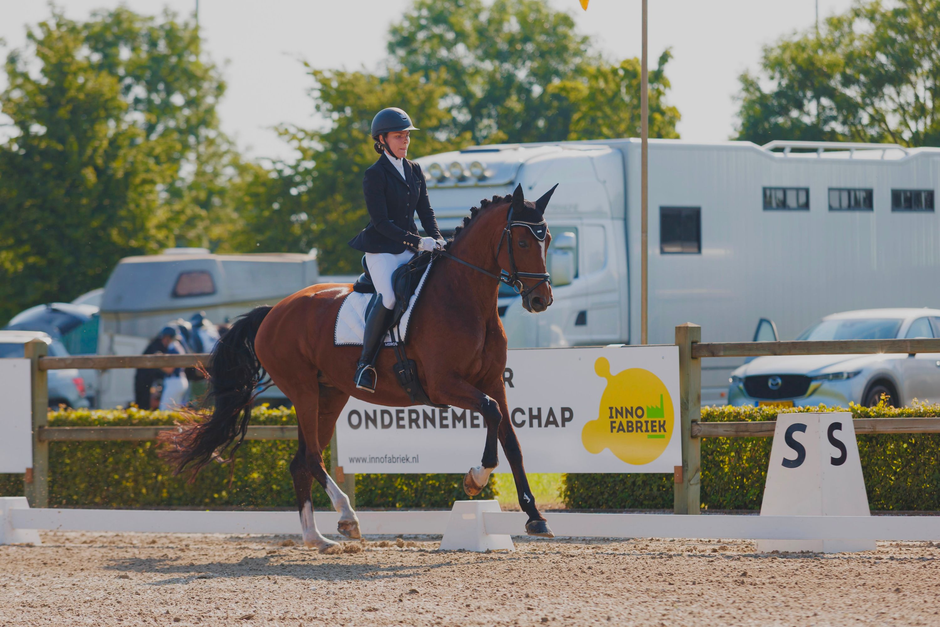 kwpn dressuurpaard merrie 13 years old bruin for sale - Photo 6