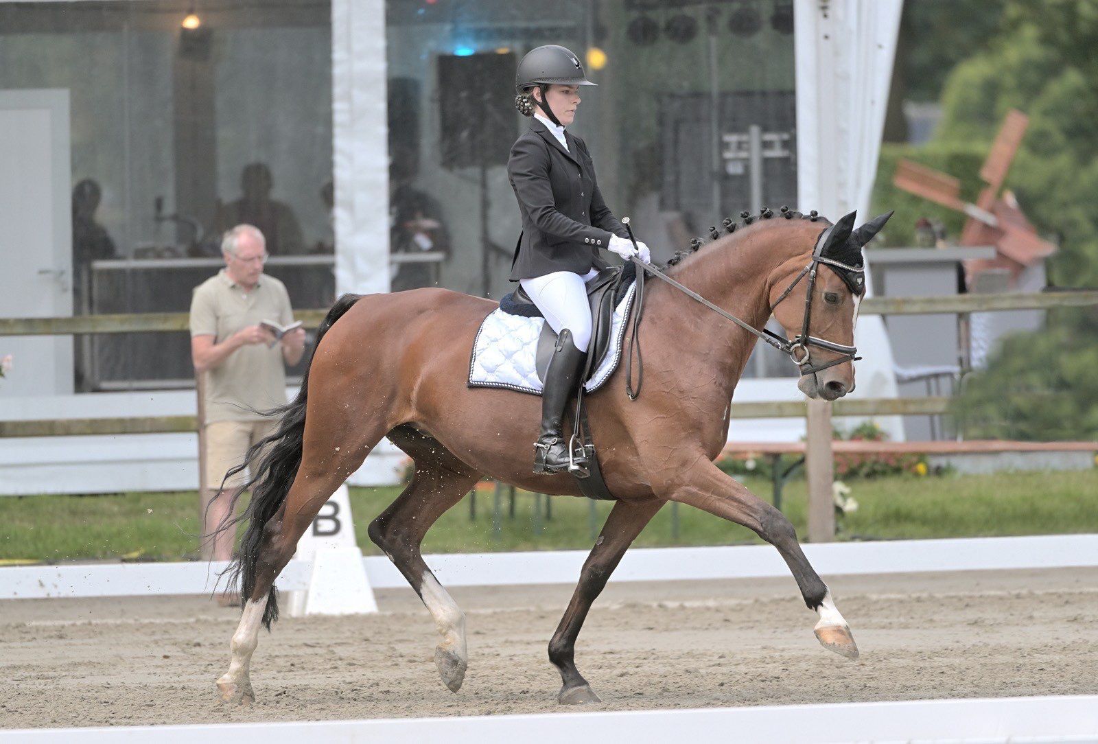 kwpn dressuurpaard merrie 13 years old bruin for sale - Photo 3