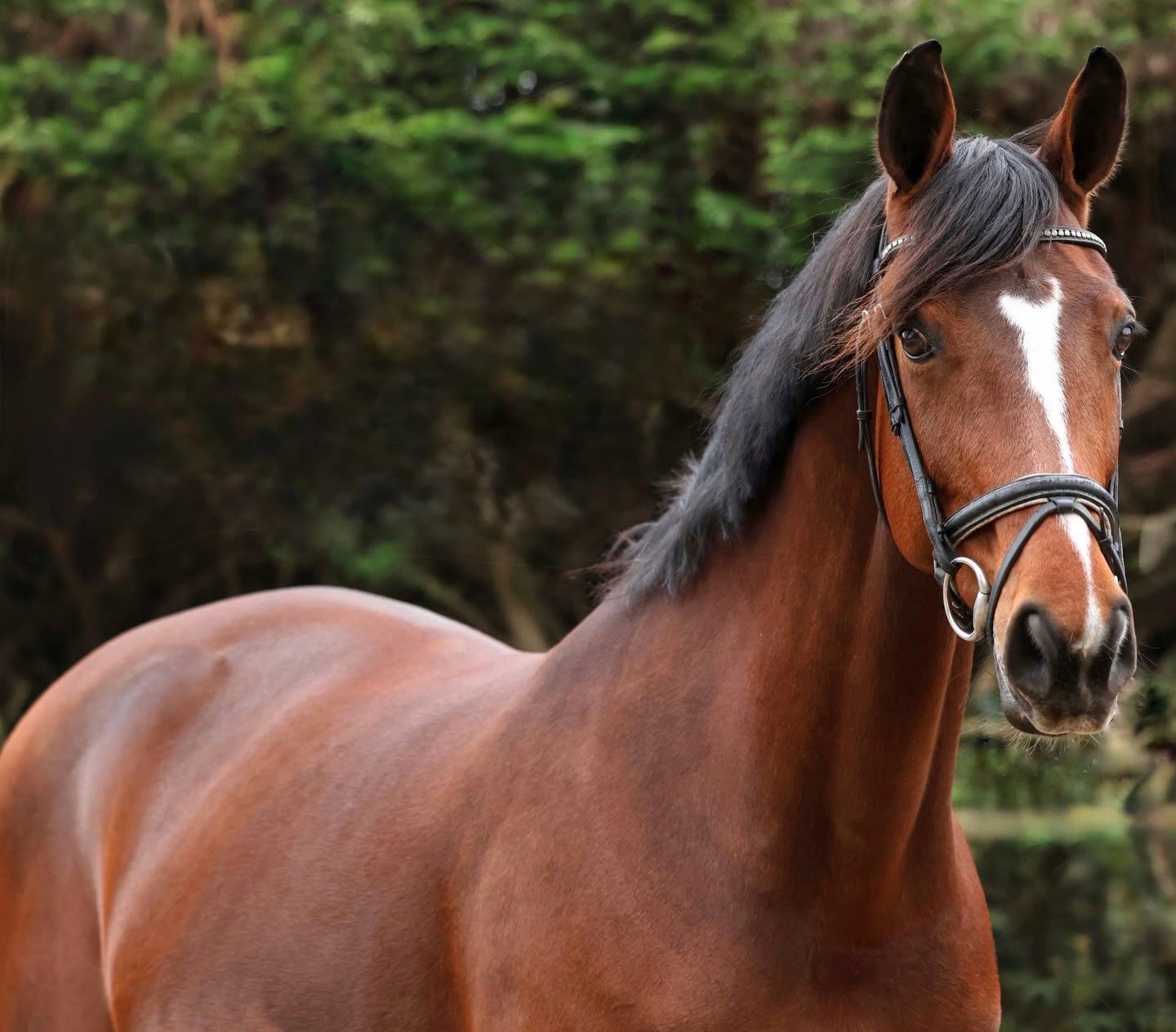 kwpn dressuurpaard merrie 13 years old bruin for sale - Photo 2