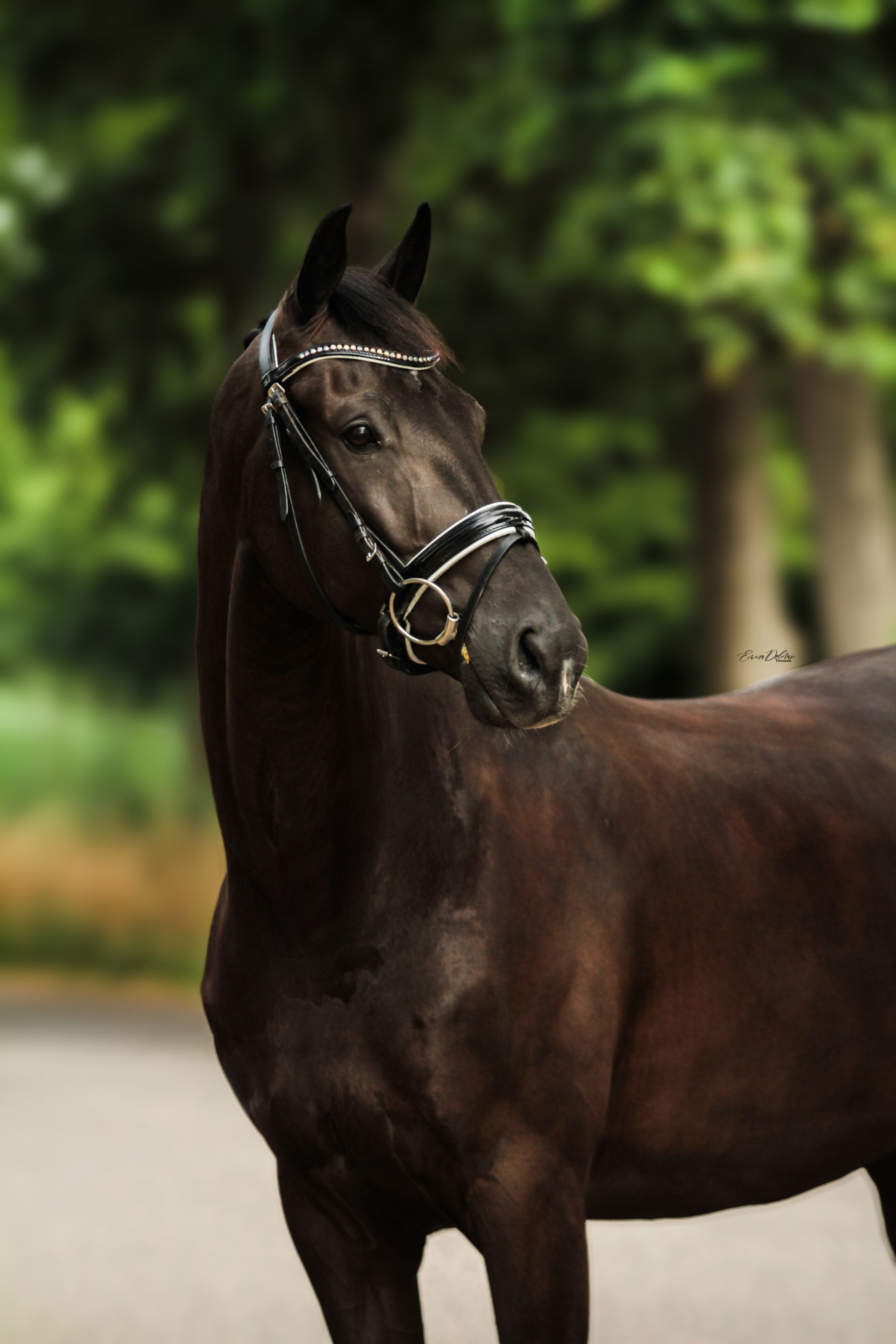 KWPN dressuurpaard Ruin 5 Jahre alt Bruin zu verkaufen - Foto 3