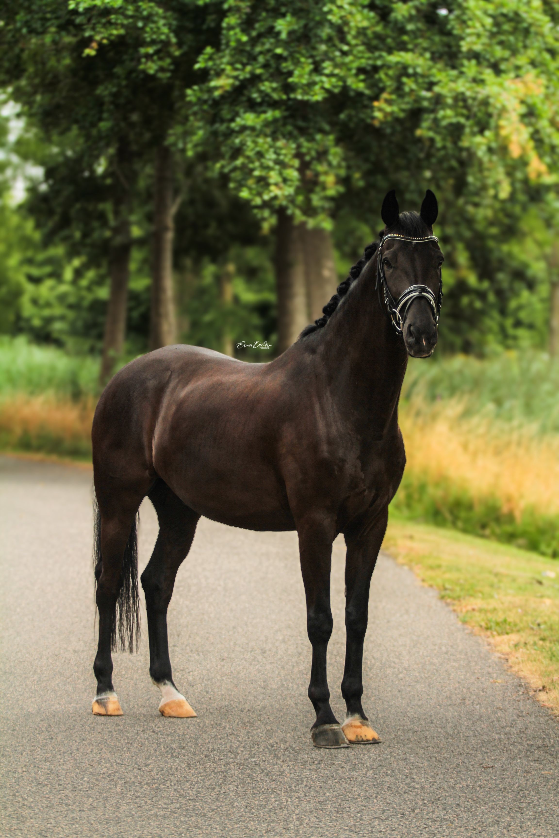 トップ気性を持つ才能豊かな馬場馬術馬