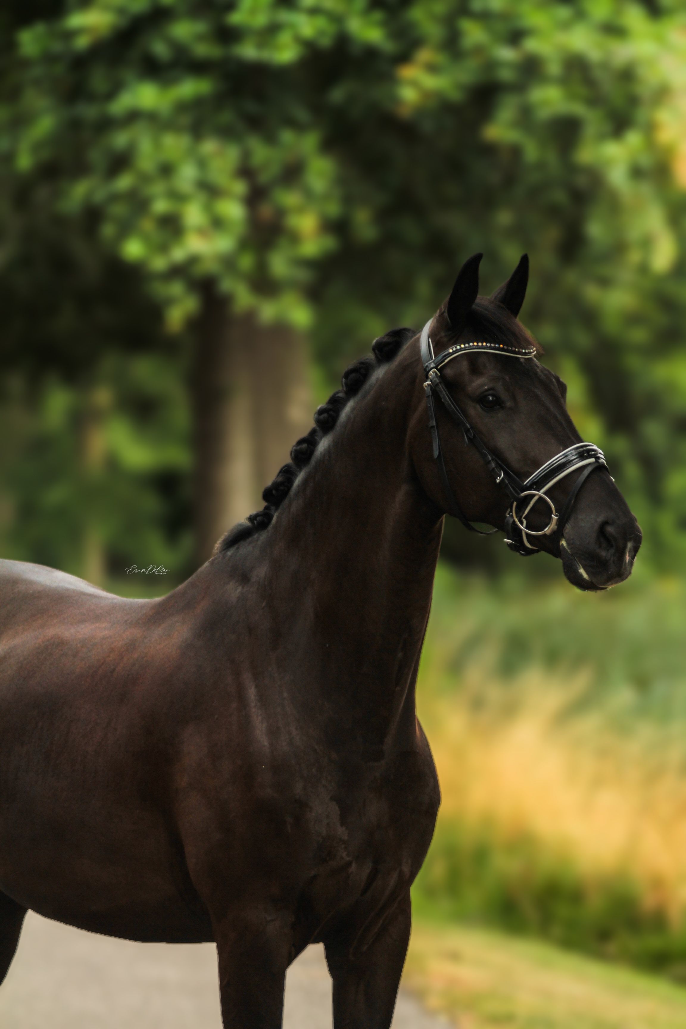 KWPN dressuurpaard Ruin 5 Jahre alt Bruin zu verkaufen - Foto 2
