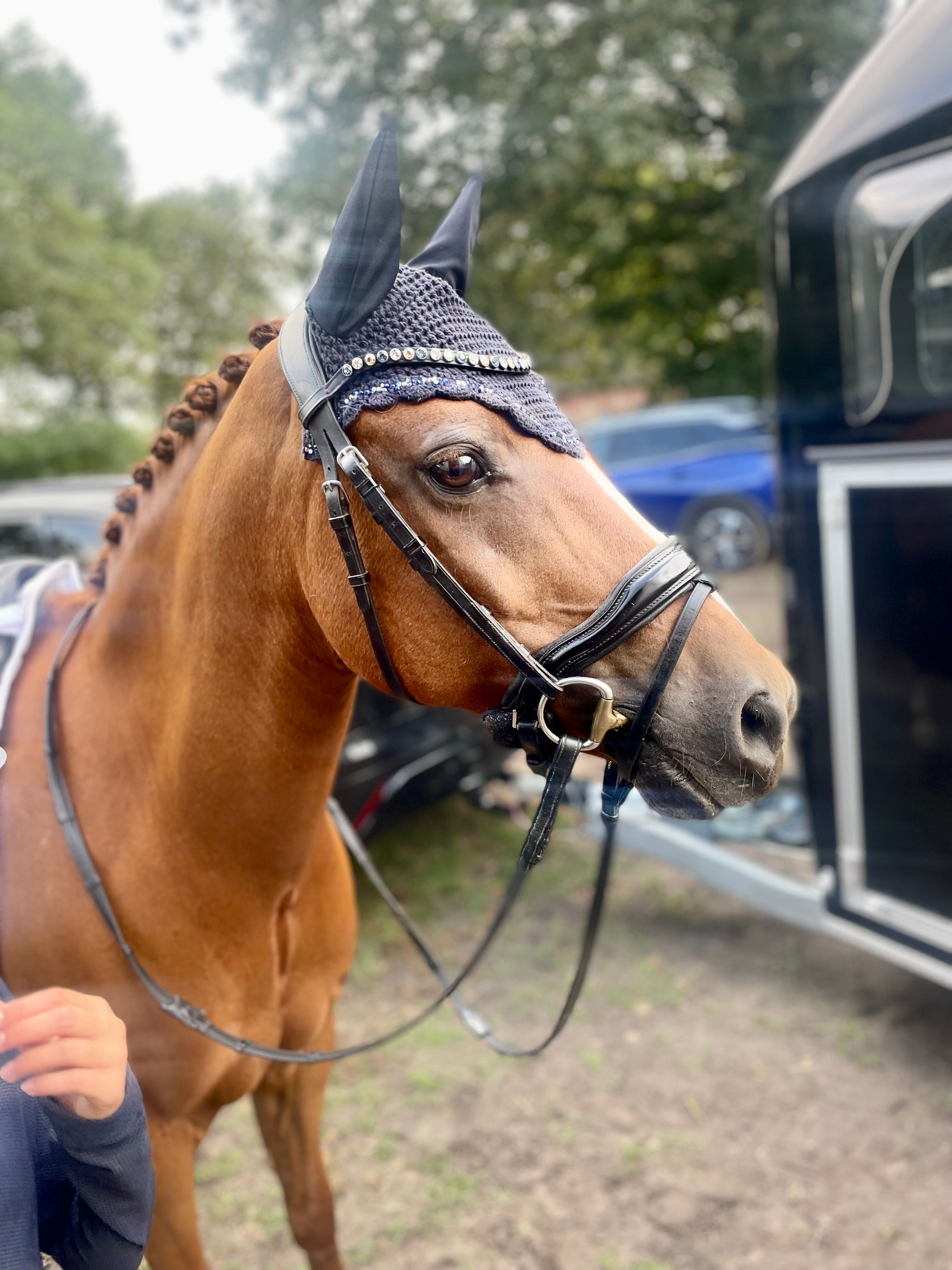 nrps dressuurpony ruin 16 år vos till salu - Foto 3