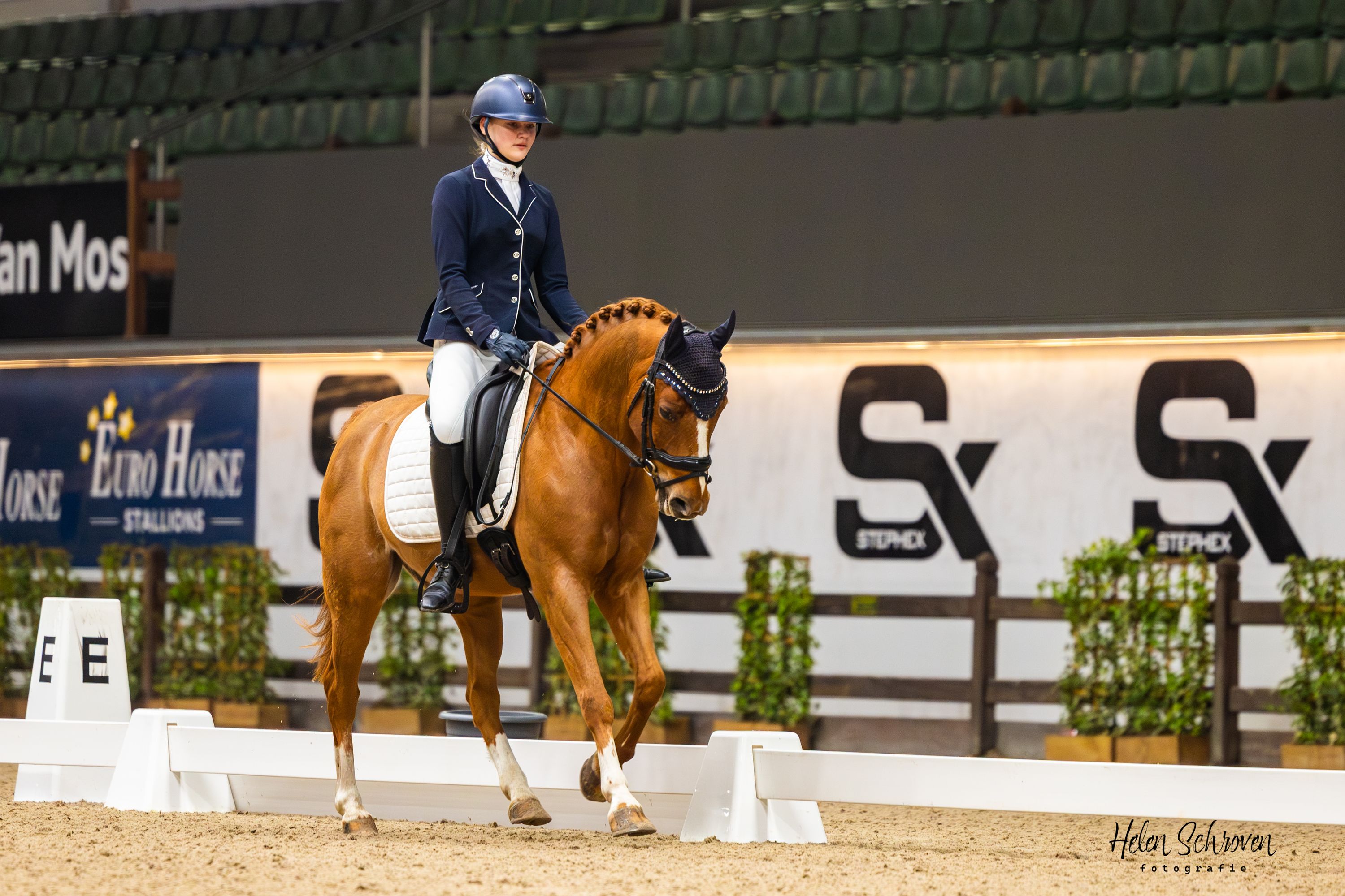 nrps dressuurpony ruin 16 år vos till salu - Foto 4