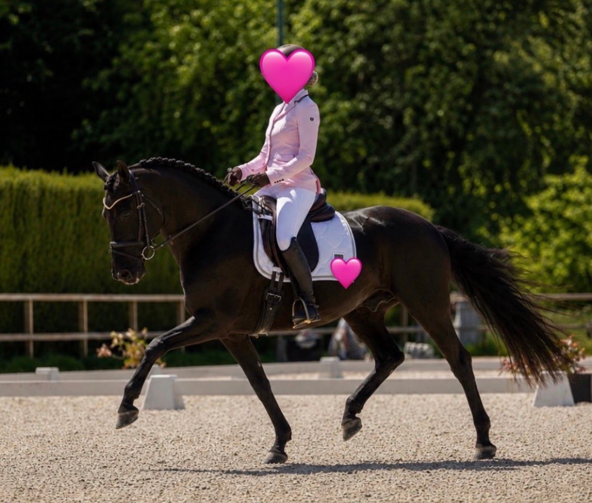 Betrouwbaar paard te koop