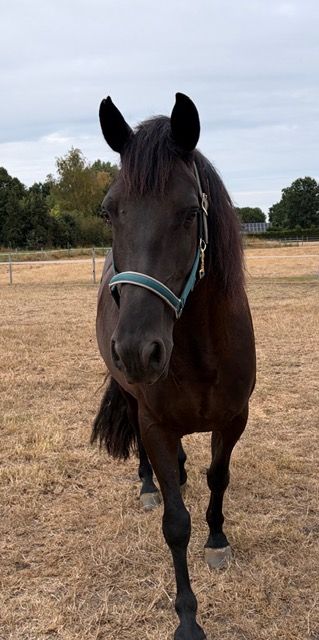 andalusie dressuurpaard ruin 10 jaar zwart te koop - Foto 2