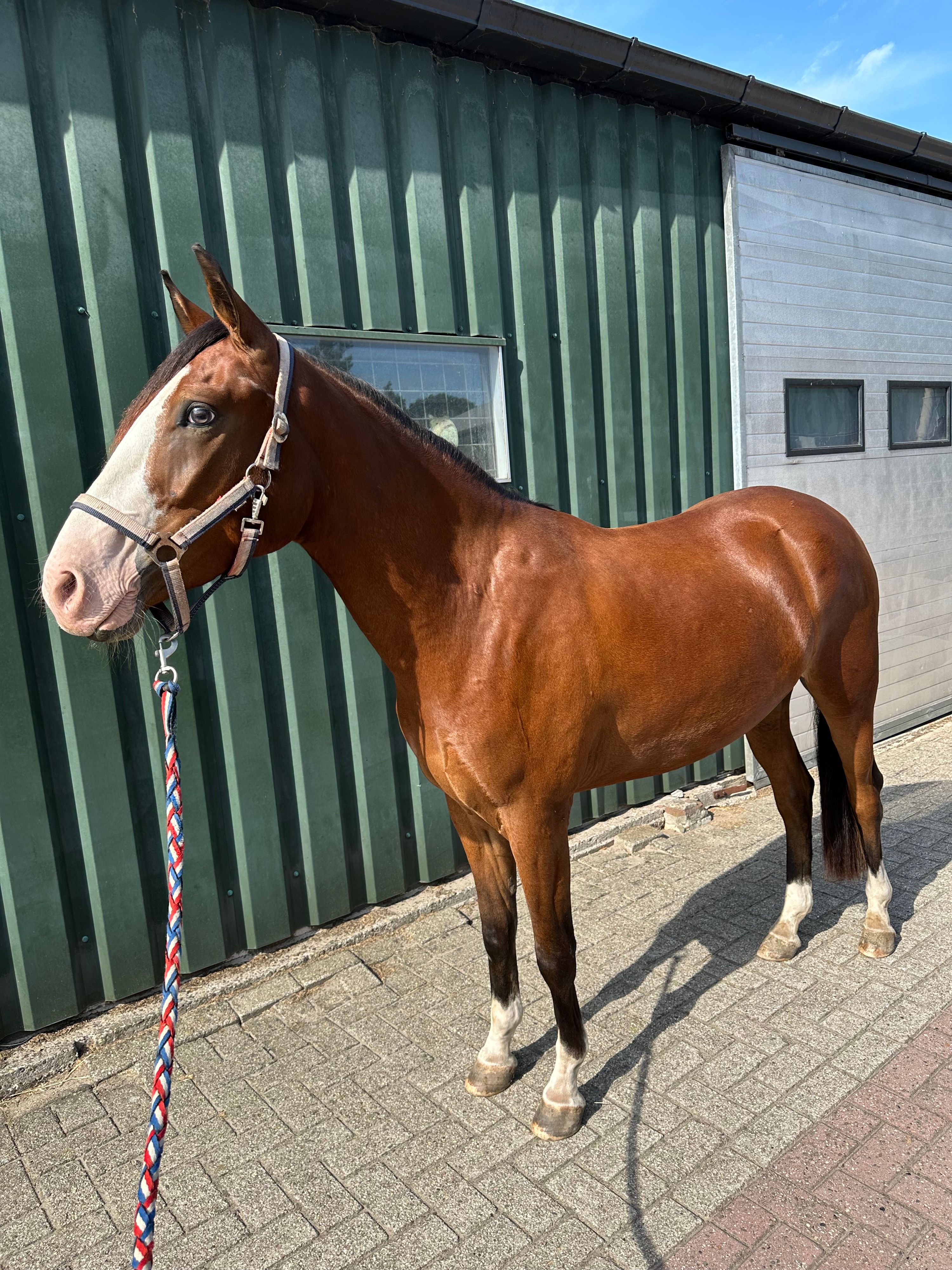 ander springpony ruin 3 lat bruin na sprzedaż - Zdjęcie 4