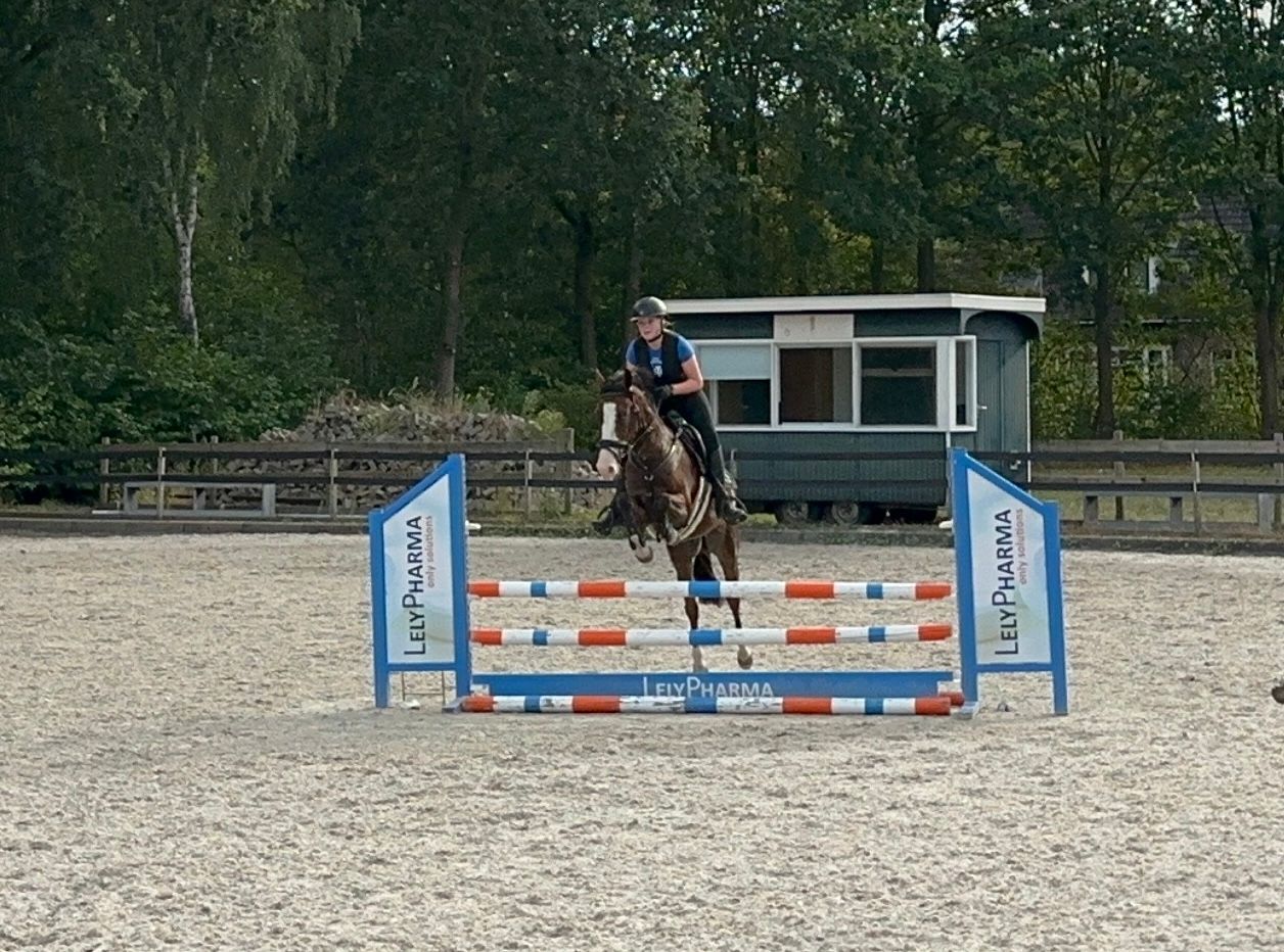 ander springpony ruin 3 lat bruin na sprzedaż - Zdjęcie 3