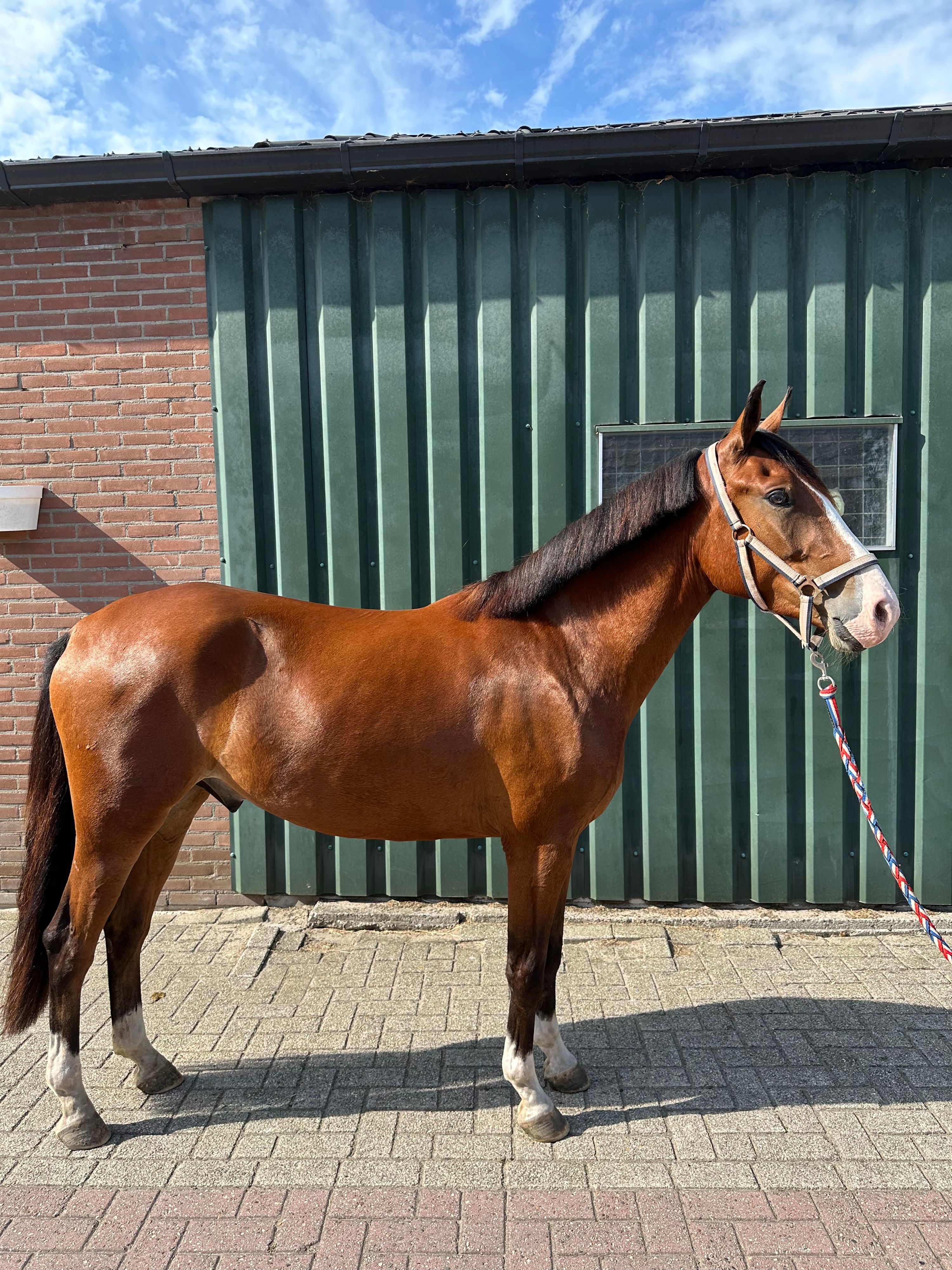 ander springpony ruin 3 lat bruin na sprzedaż - Zdjęcie 2