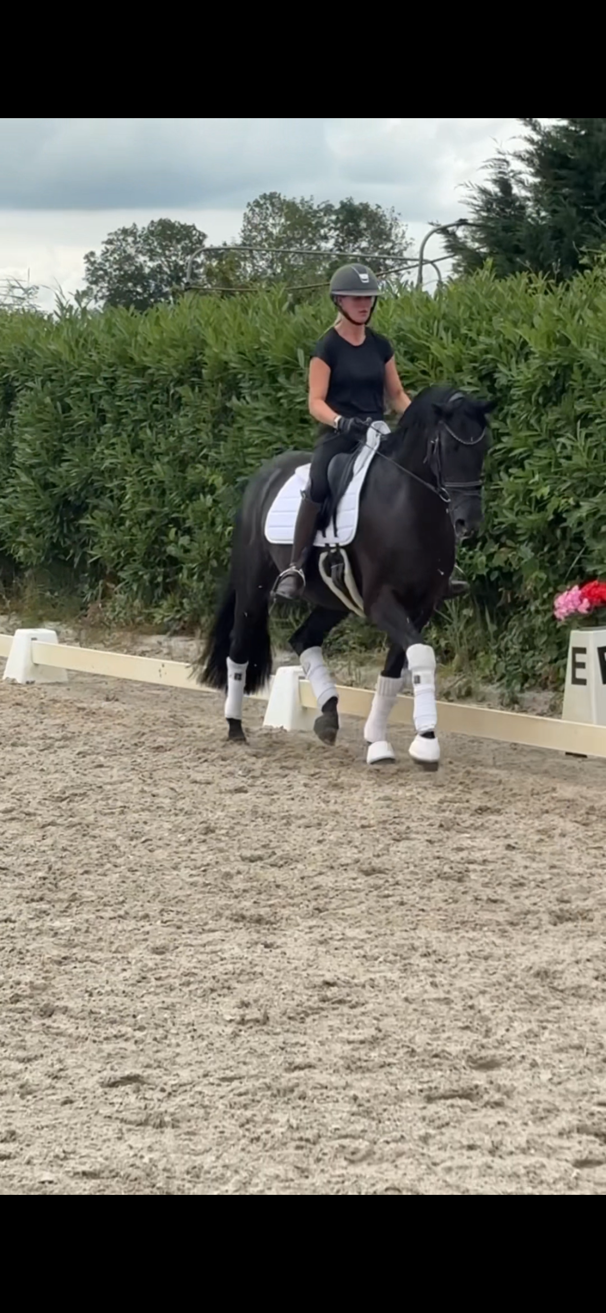 kwpn dressuurpaard merrie 8 jaar zwart te koop - Foto 2