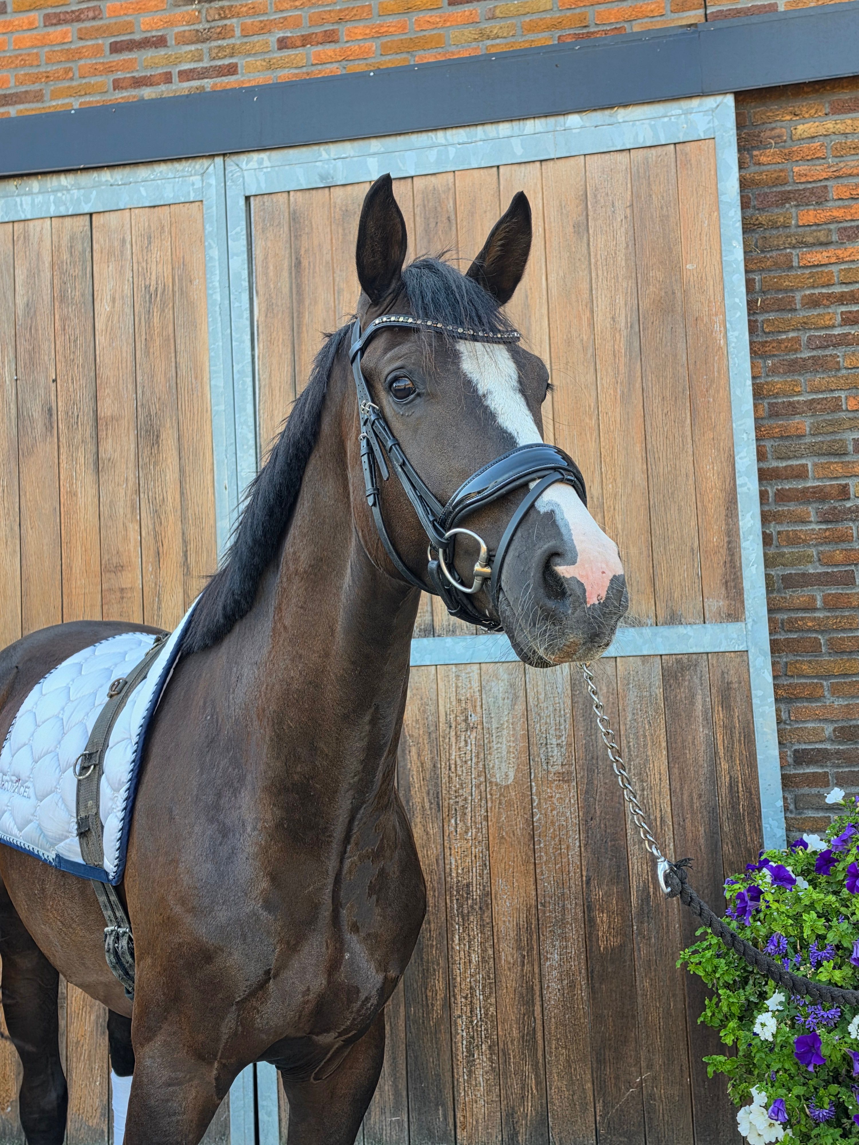 3 jarige onbeleerde ruin 