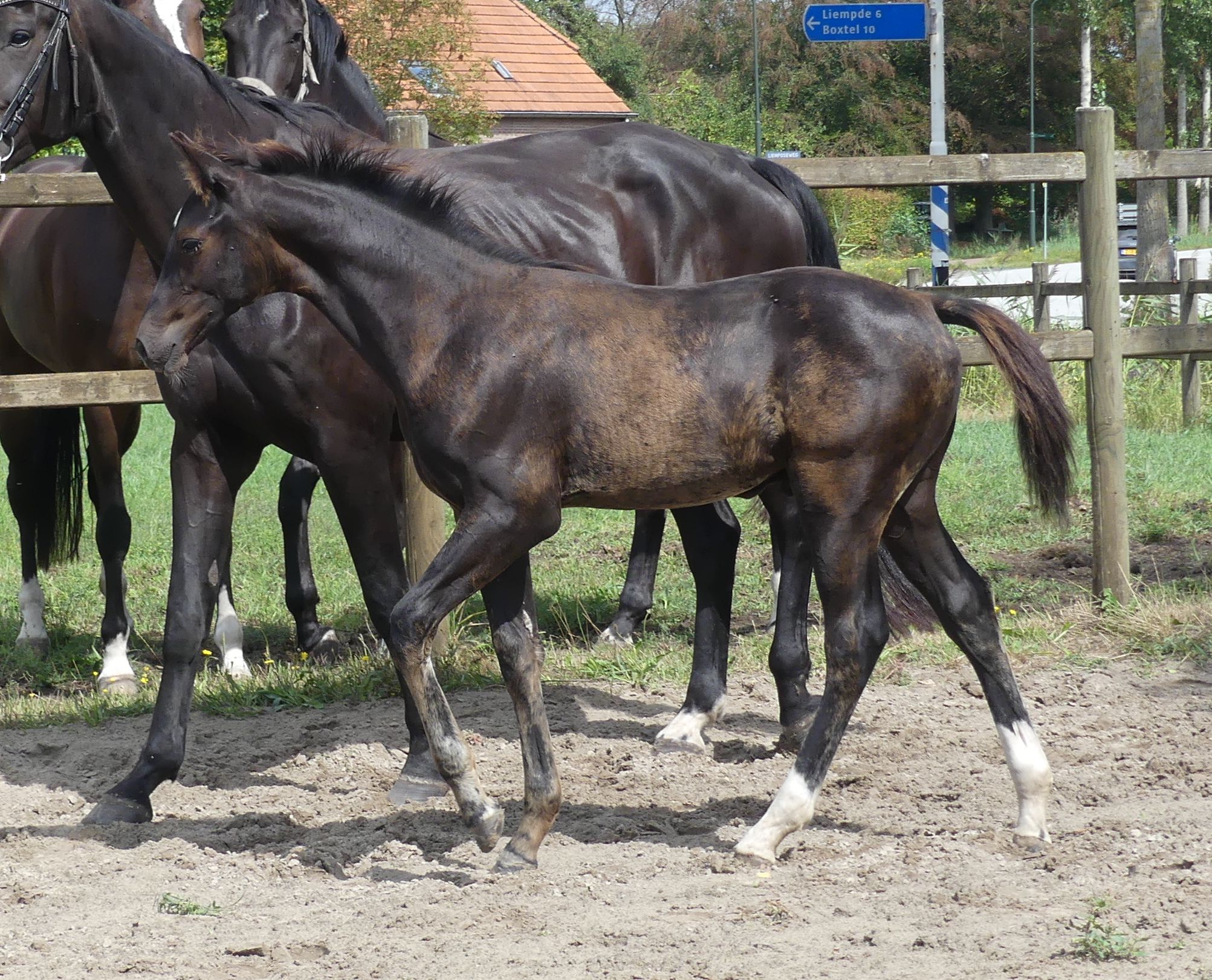 Dressurhengstfohlen