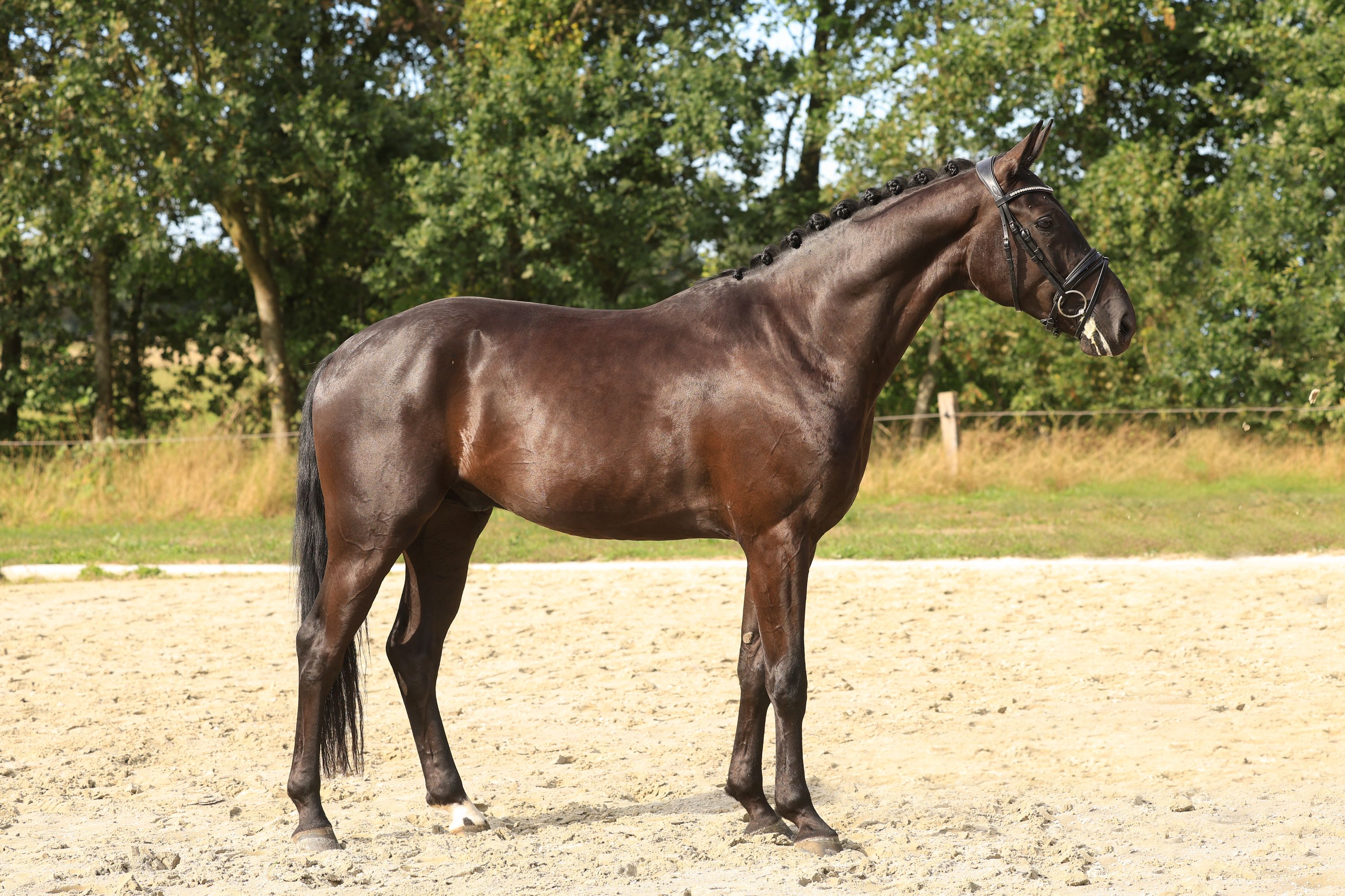 kwpn dressuurpaard ruin 4 år zwart till salu - Foto 2