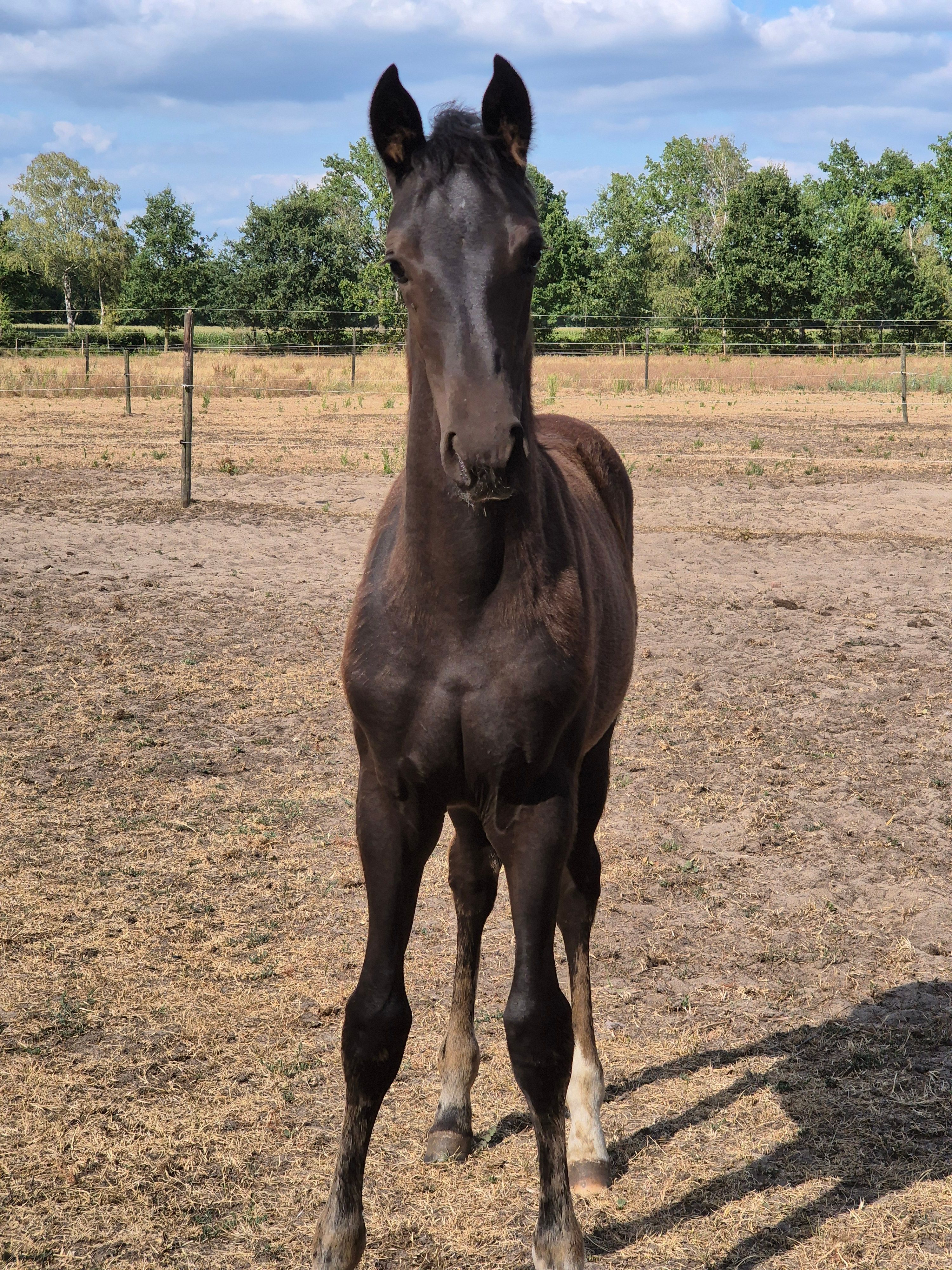 Filly by Magic McKee