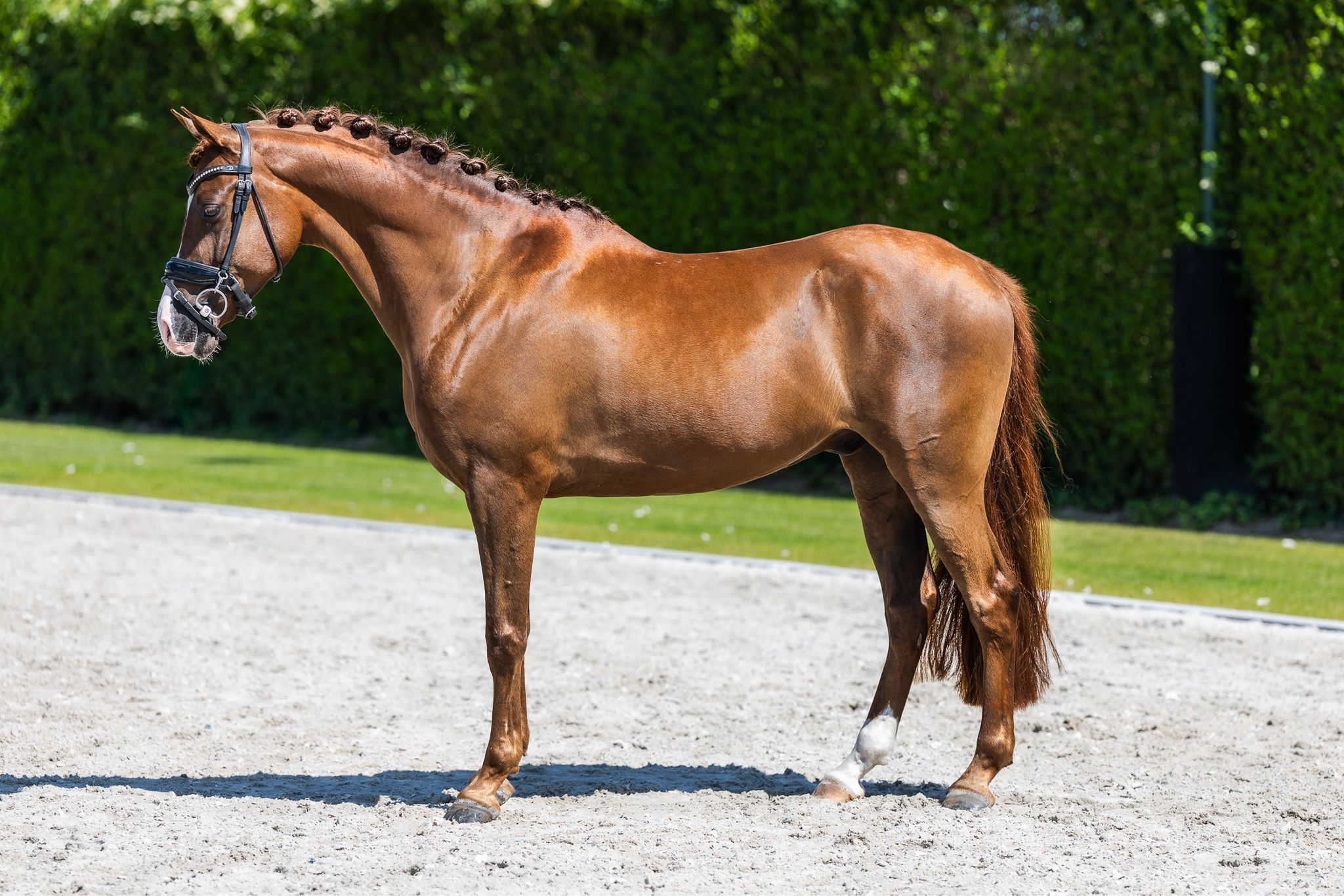 Talentes aus Pferden gezogenes E-Pony