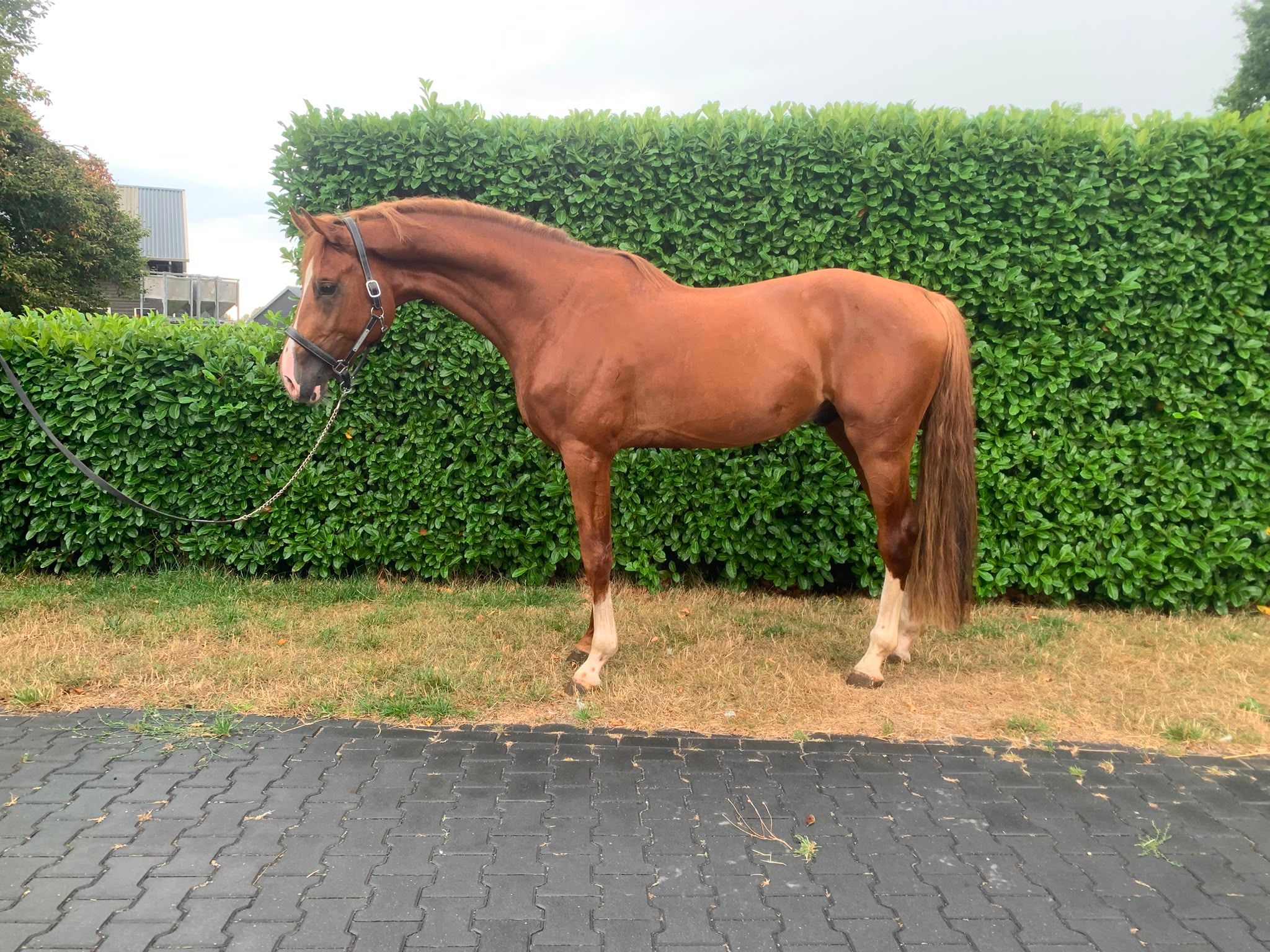 Sturdy 3-year-old jumping stallion