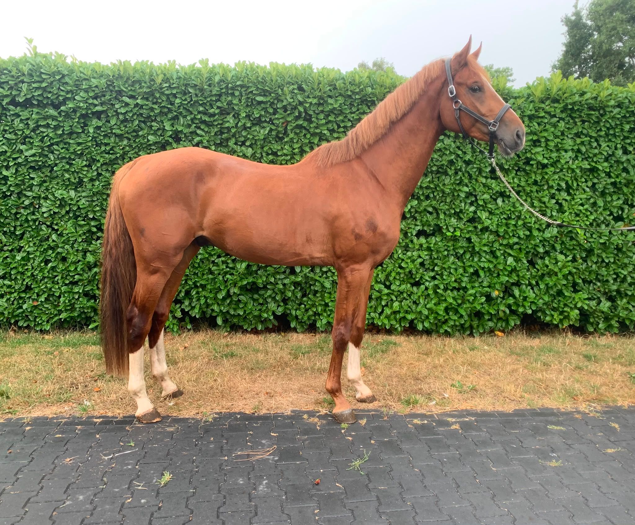 kwpn springpaard hengst 3 years old vos for sale - Photo 3