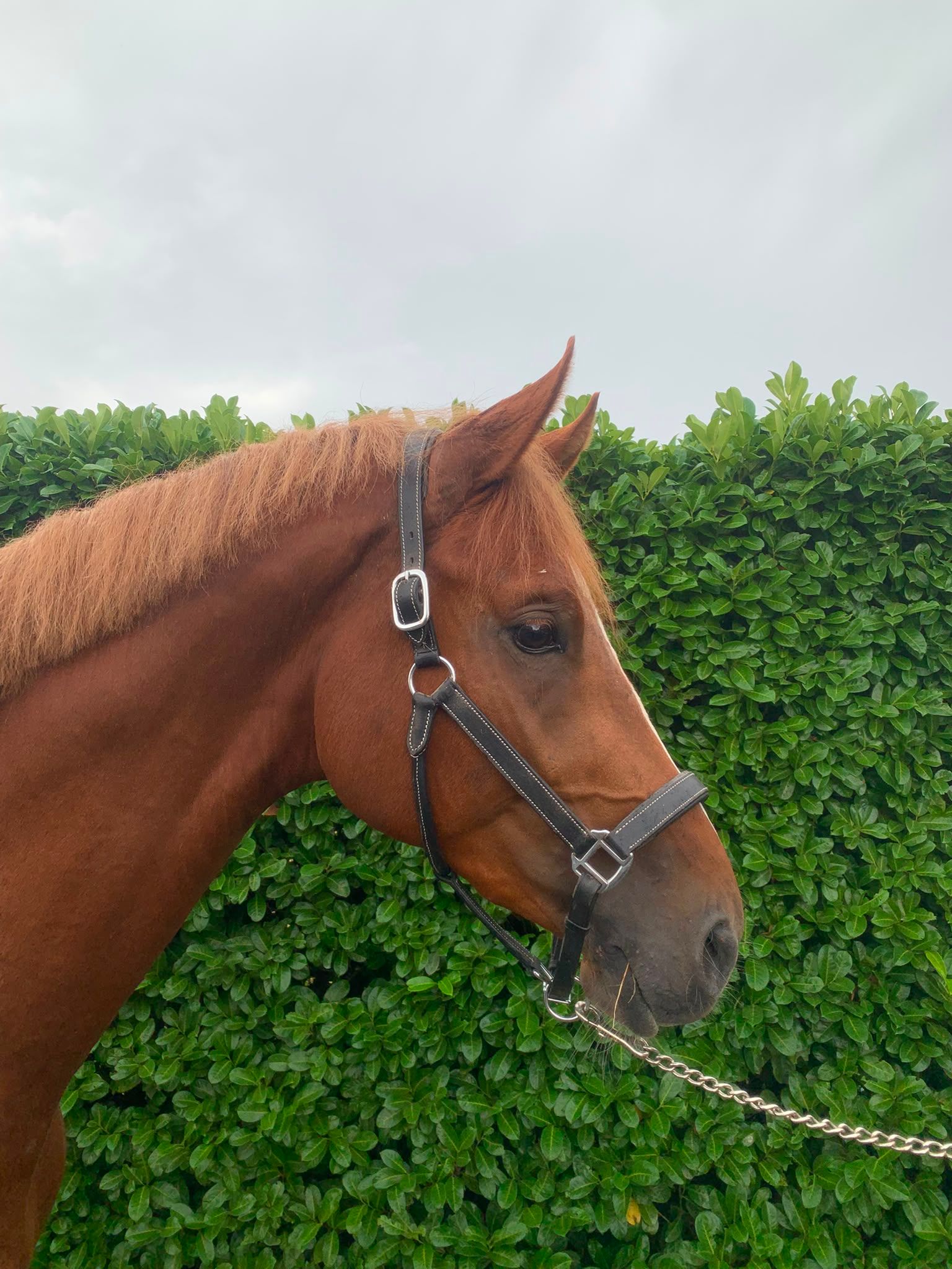 kwpn springpaard hengst 3 years old vos for sale - Photo 2