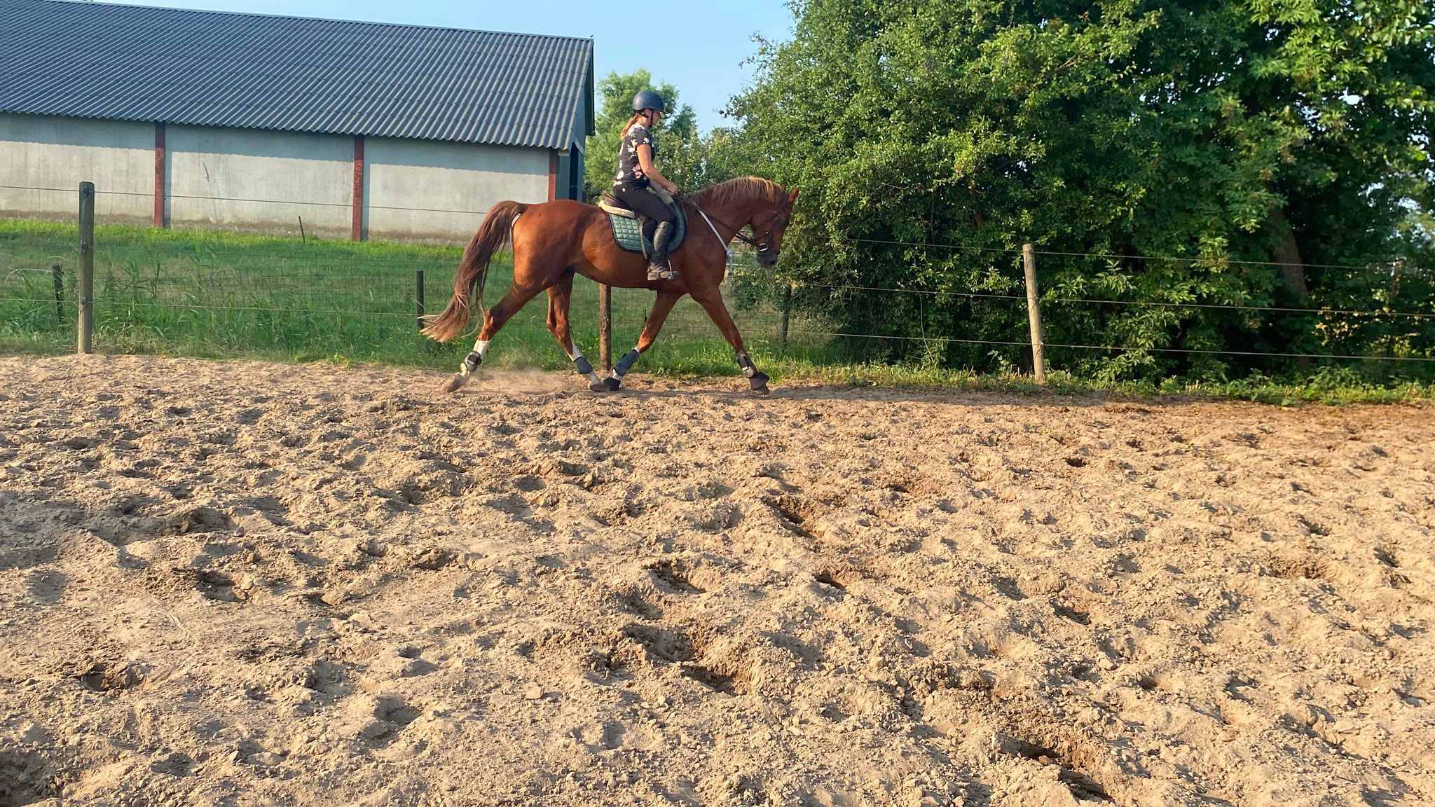 kwpn springpaard hengst 3 years old vos for sale - Photo 4