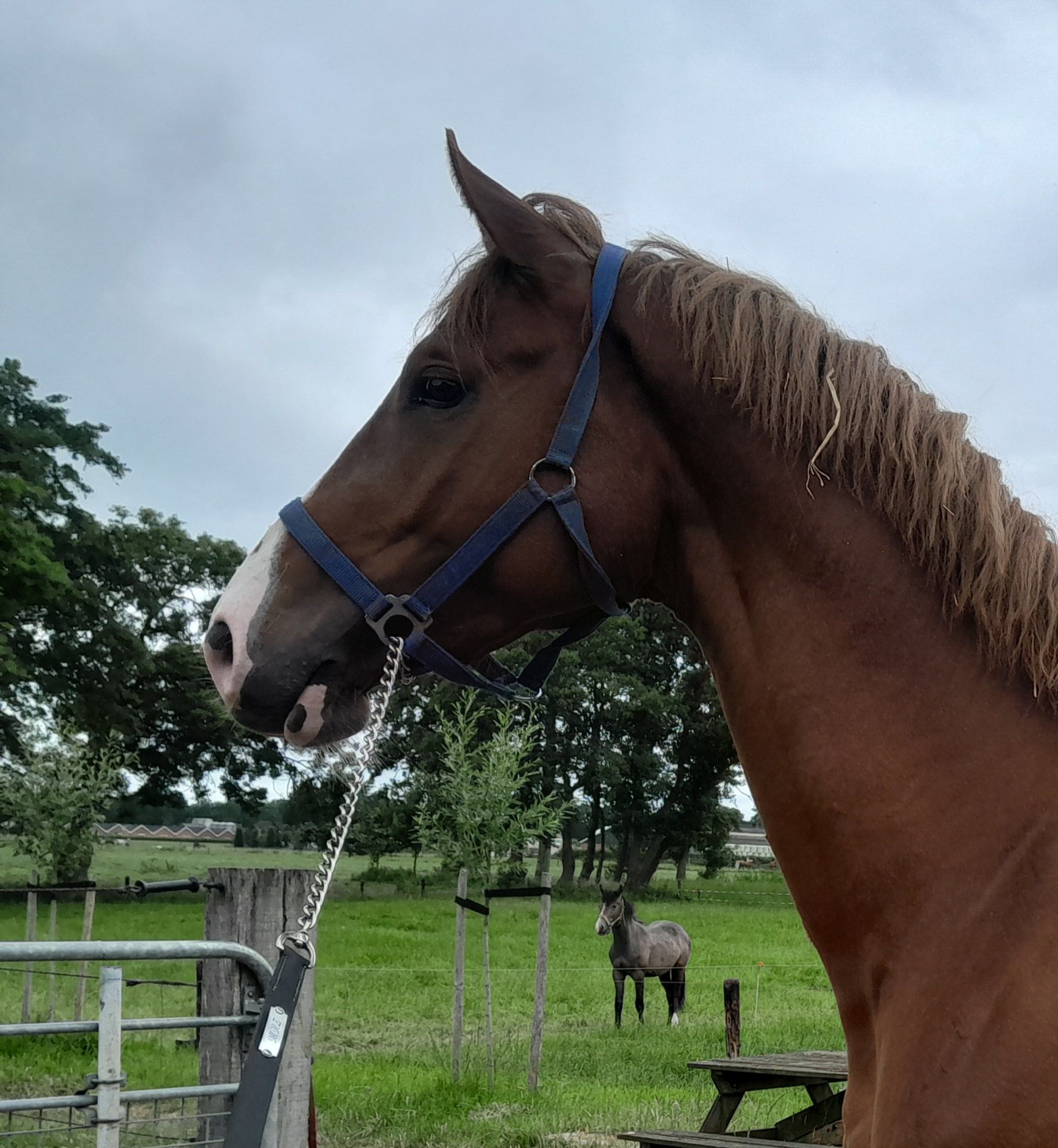 kwpn springpaard hengst 3 years old vos for sale - Photo 5