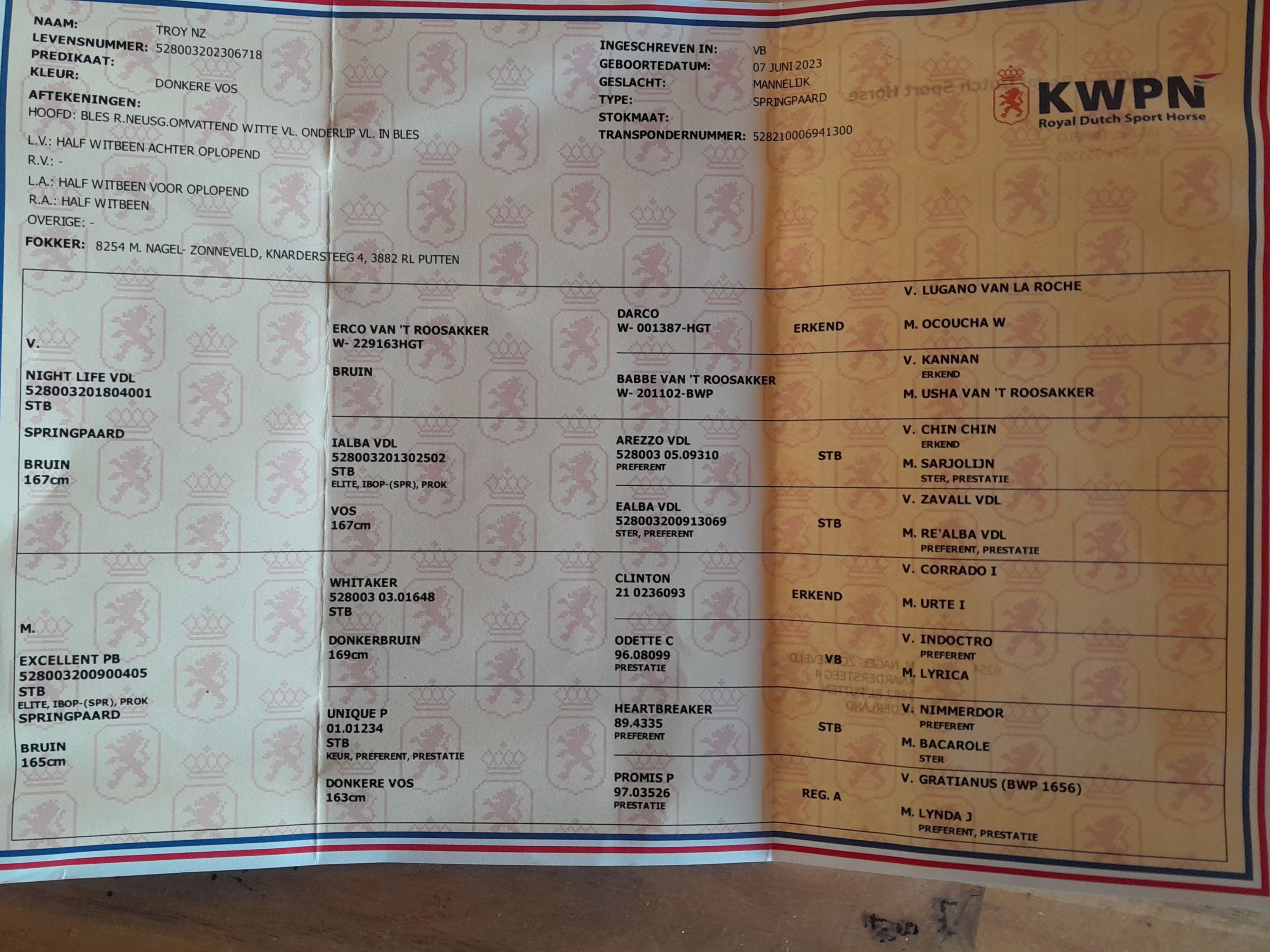 kwpn springpaard hengst 3 years old vos for sale - Photo 6