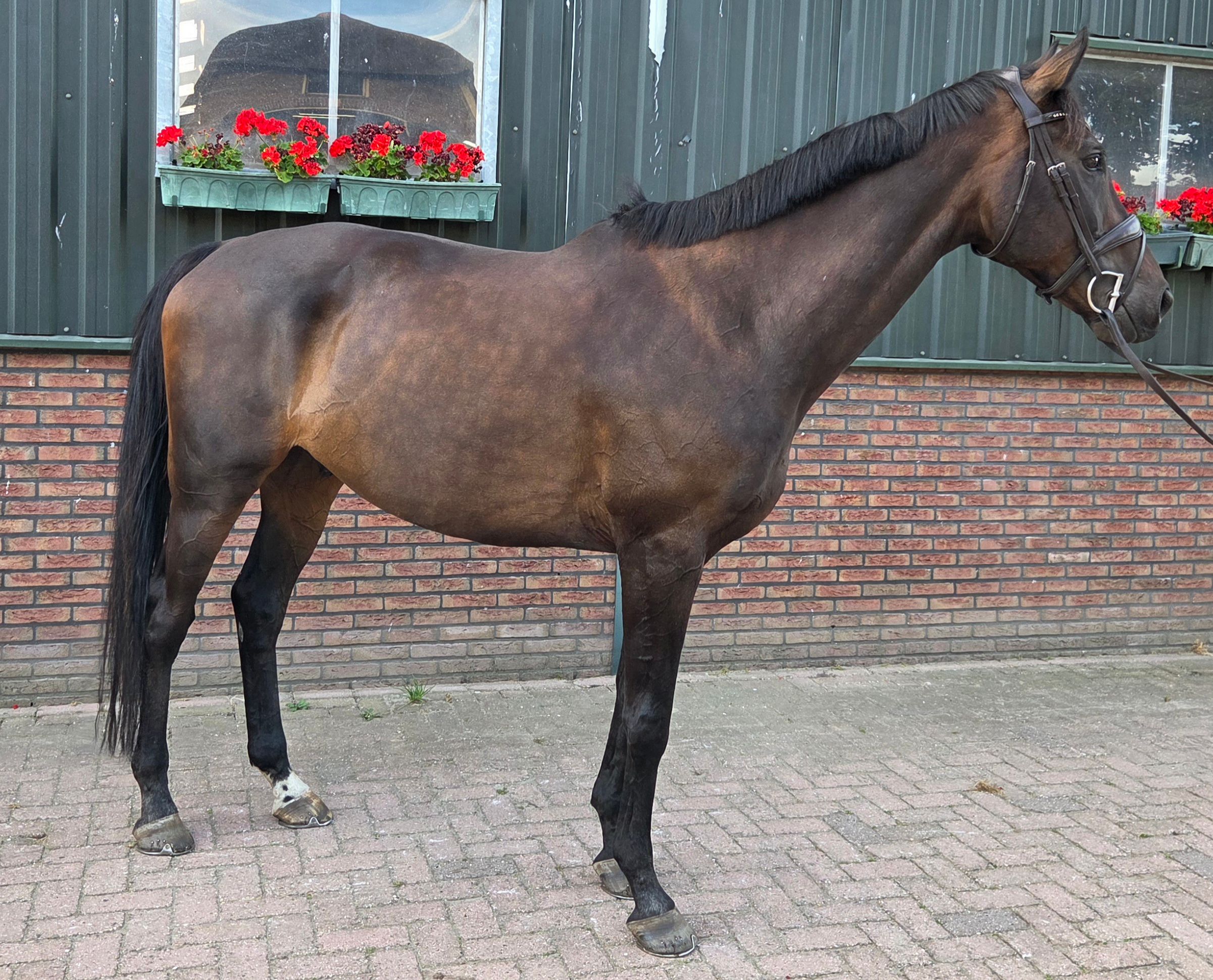 Handsome Thoroughbred