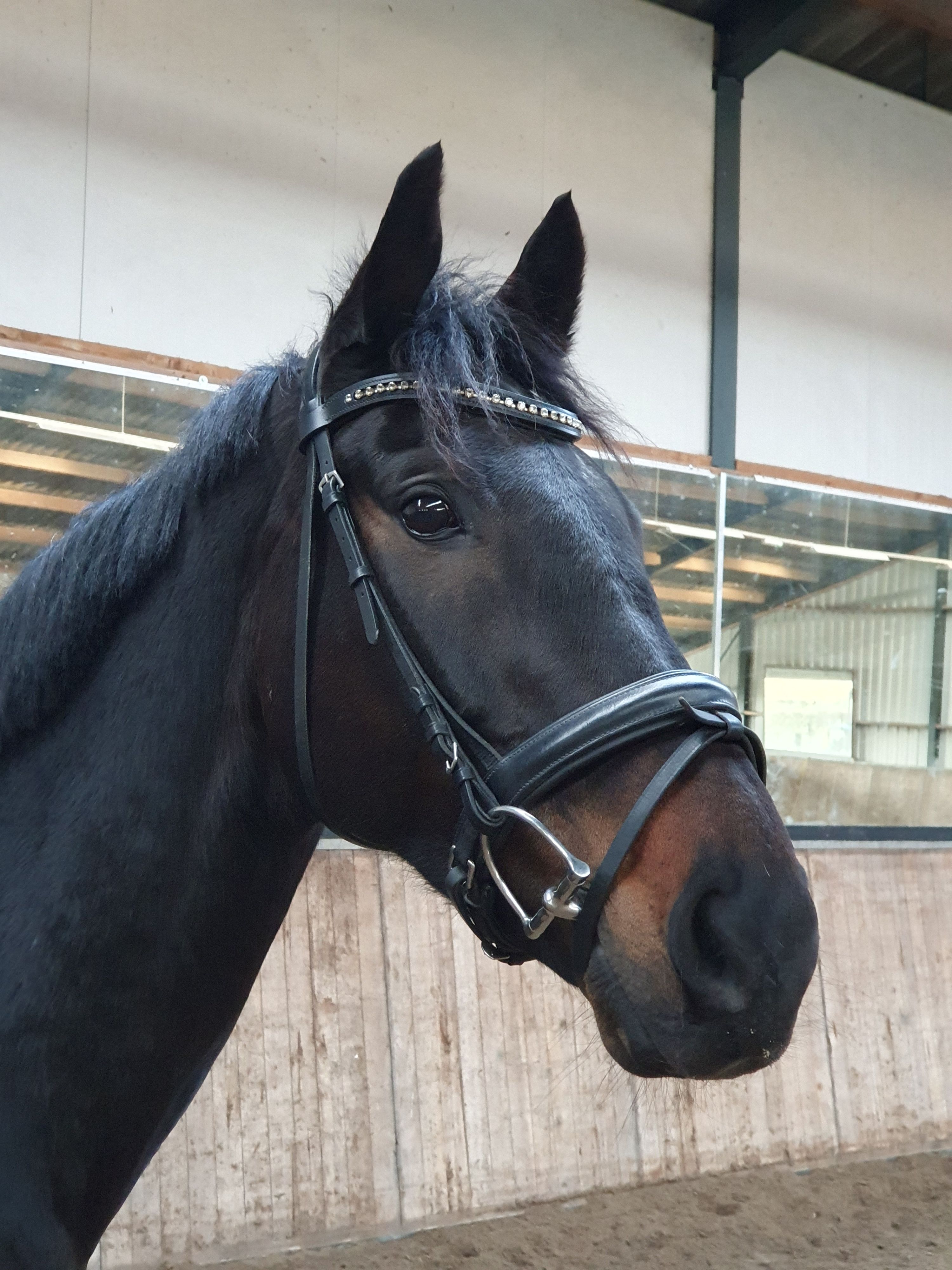 allrounder ruin 14 years old donkerbruin for sale - Photo 3