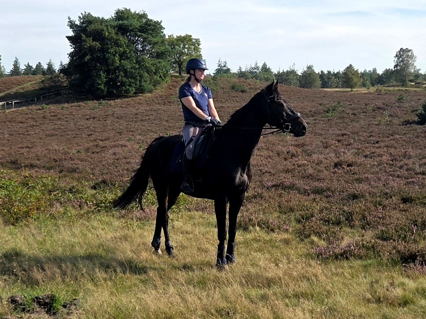 allrounder ruin 14 years old donkerbruin for sale - Photo 2