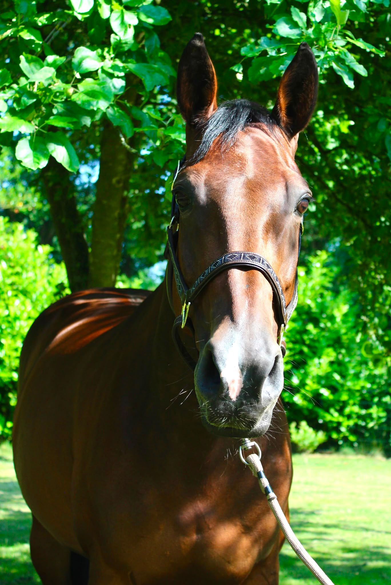 kwpn springpaard merrie 13 years old donkerbruin for sale - Photo 6