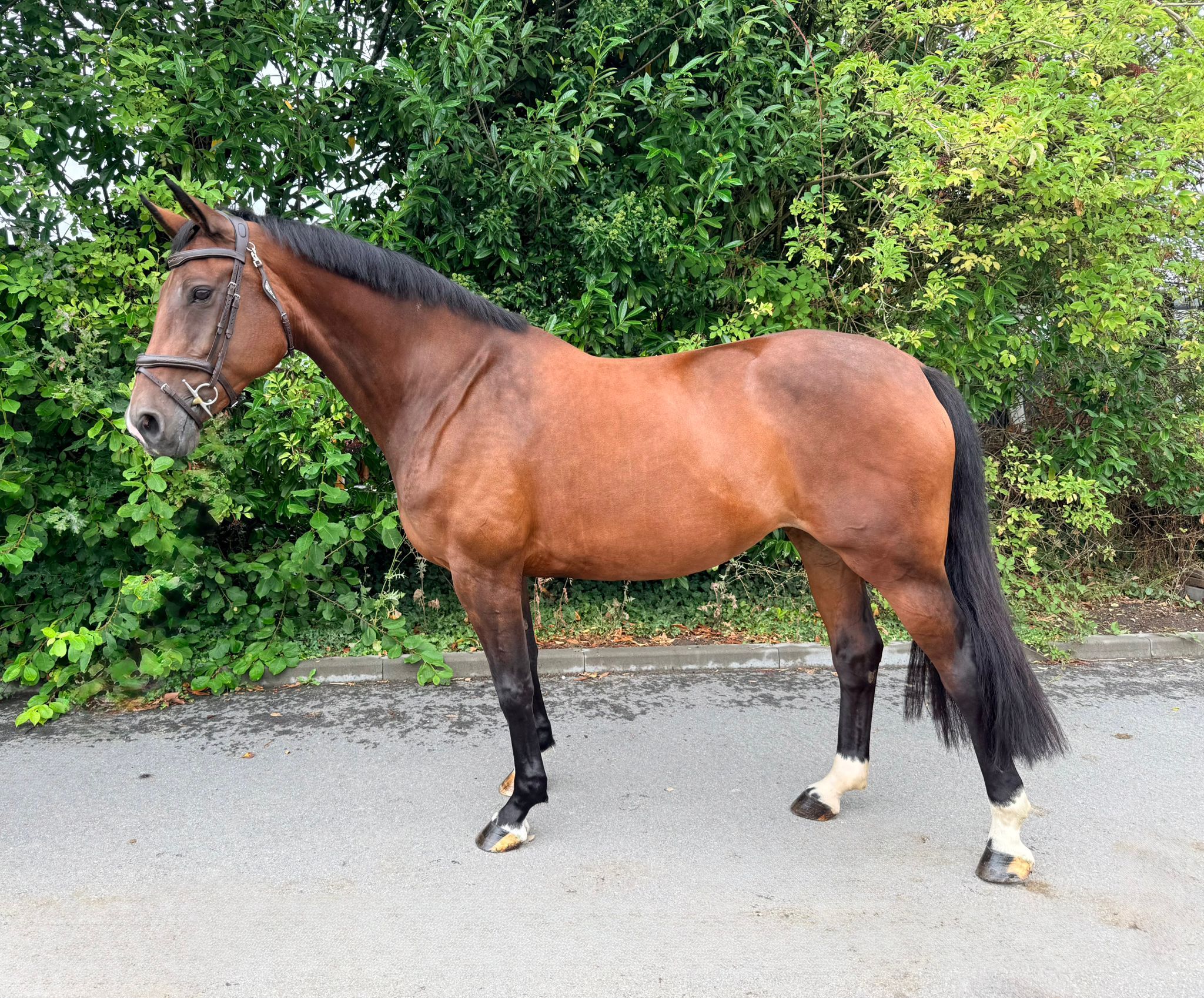 kwpn springpaard merrie 13 years old donkerbruin for sale - Photo 2