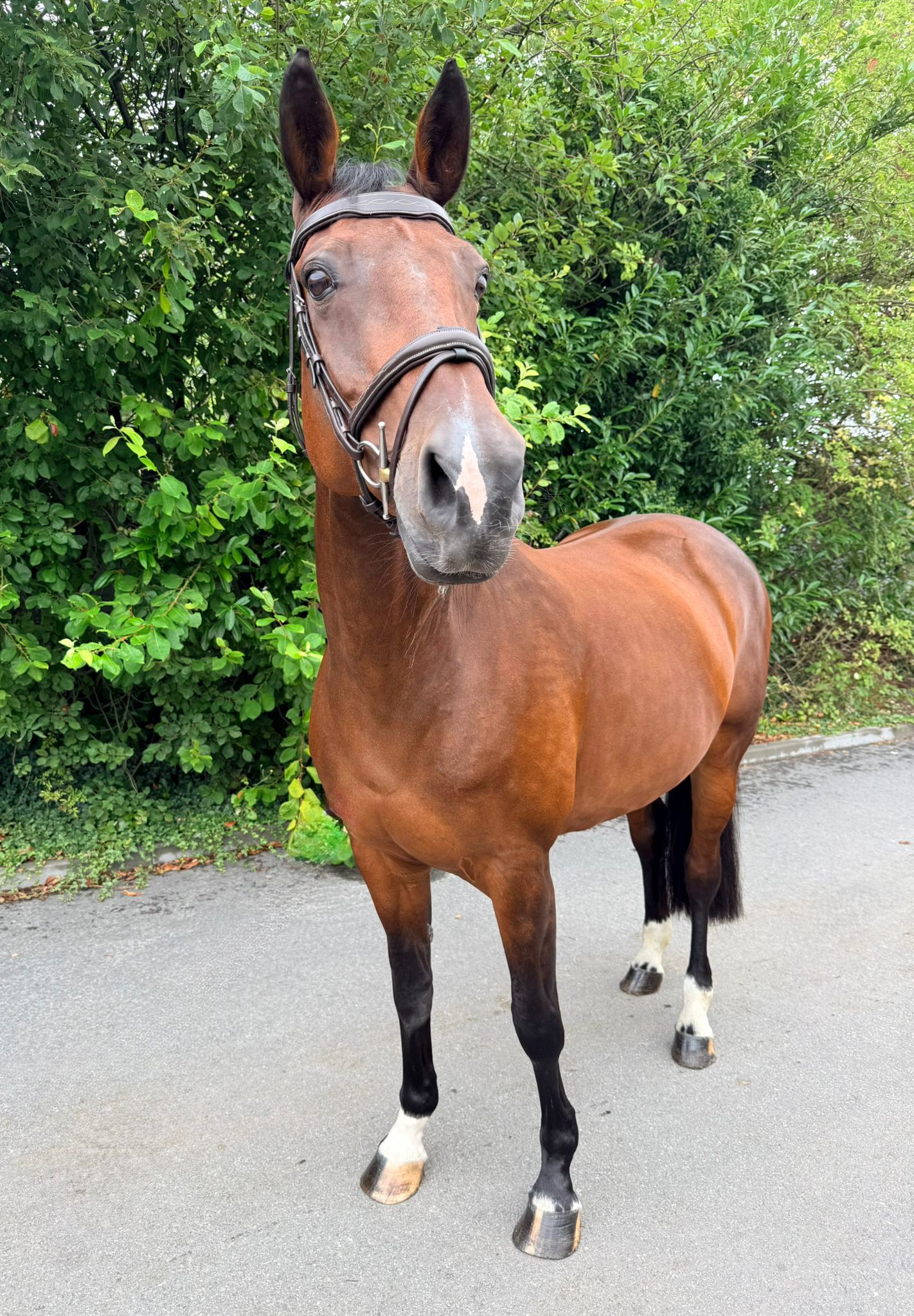 kwpn springpaard merrie 13 years old donkerbruin for sale - Photo 5
