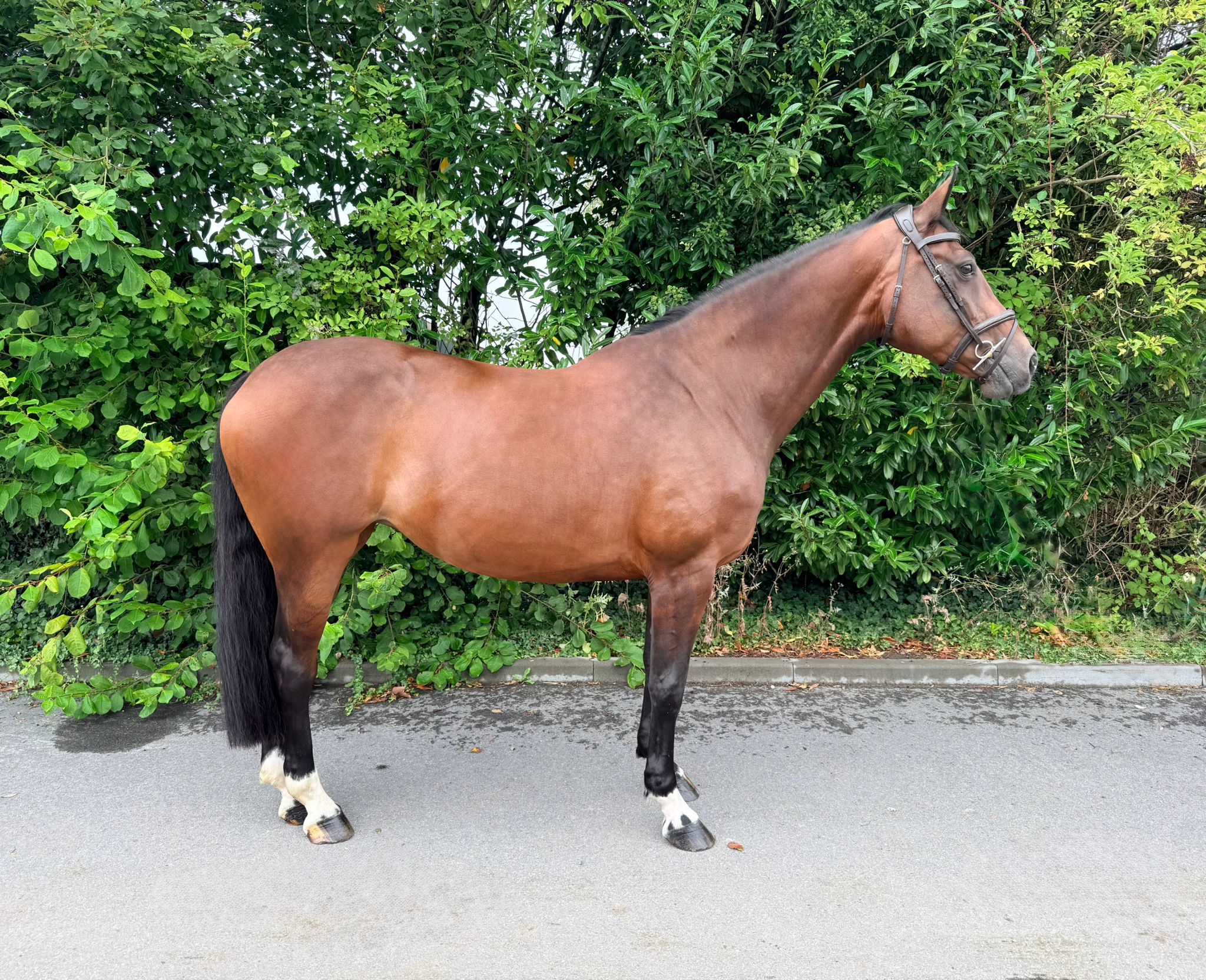 kwpn springpaard merrie 13 years old donkerbruin for sale - Photo 4