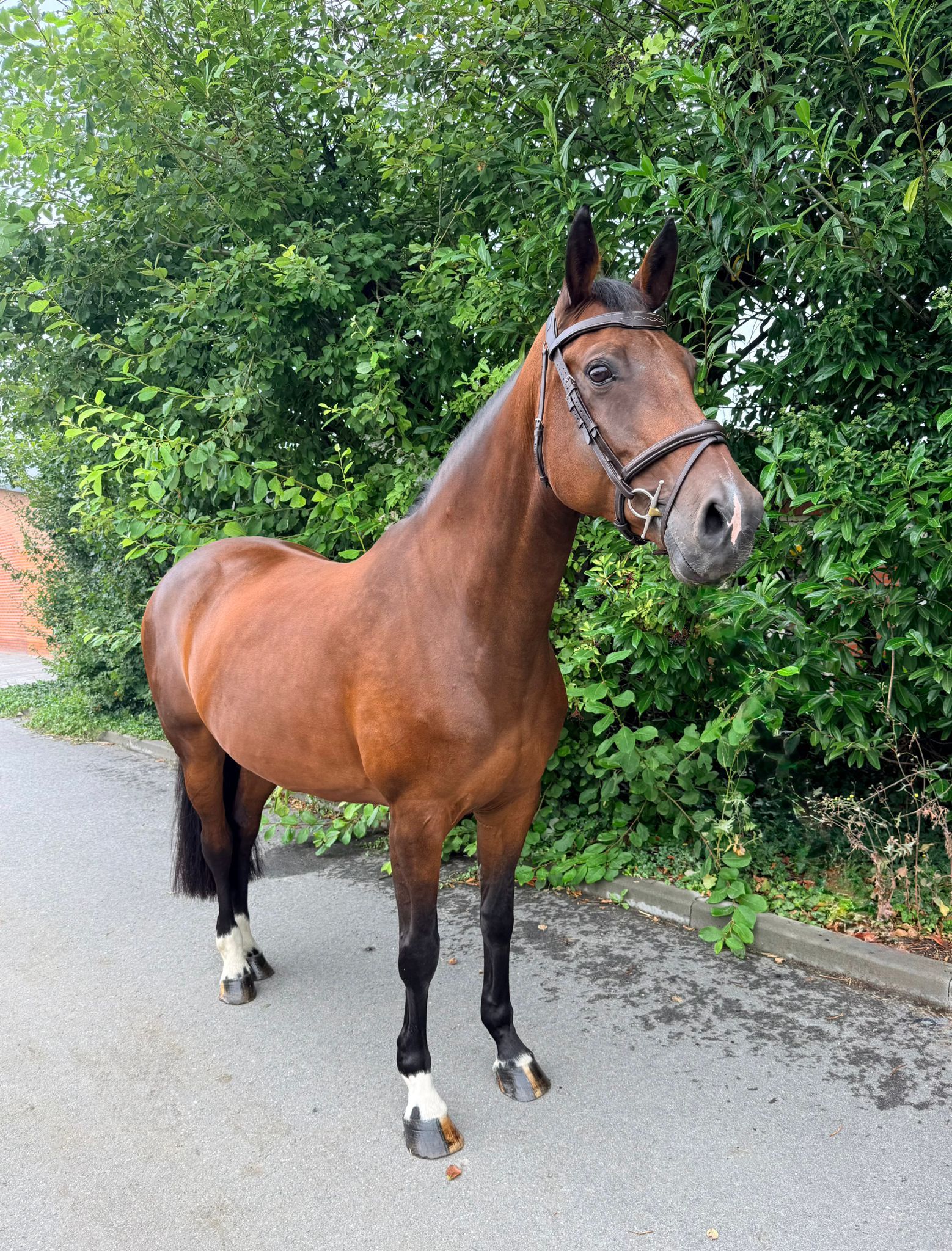 kwpn springpaard merrie 13 years old donkerbruin for sale - Photo 3