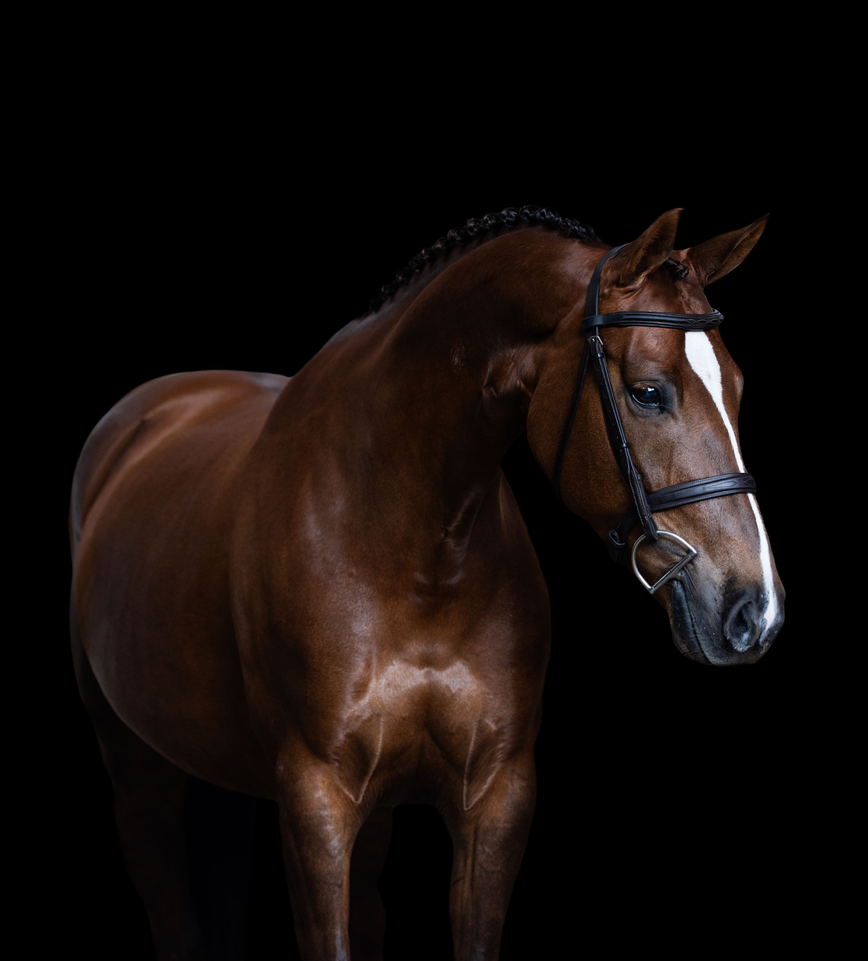 Talentvolle sportpony 