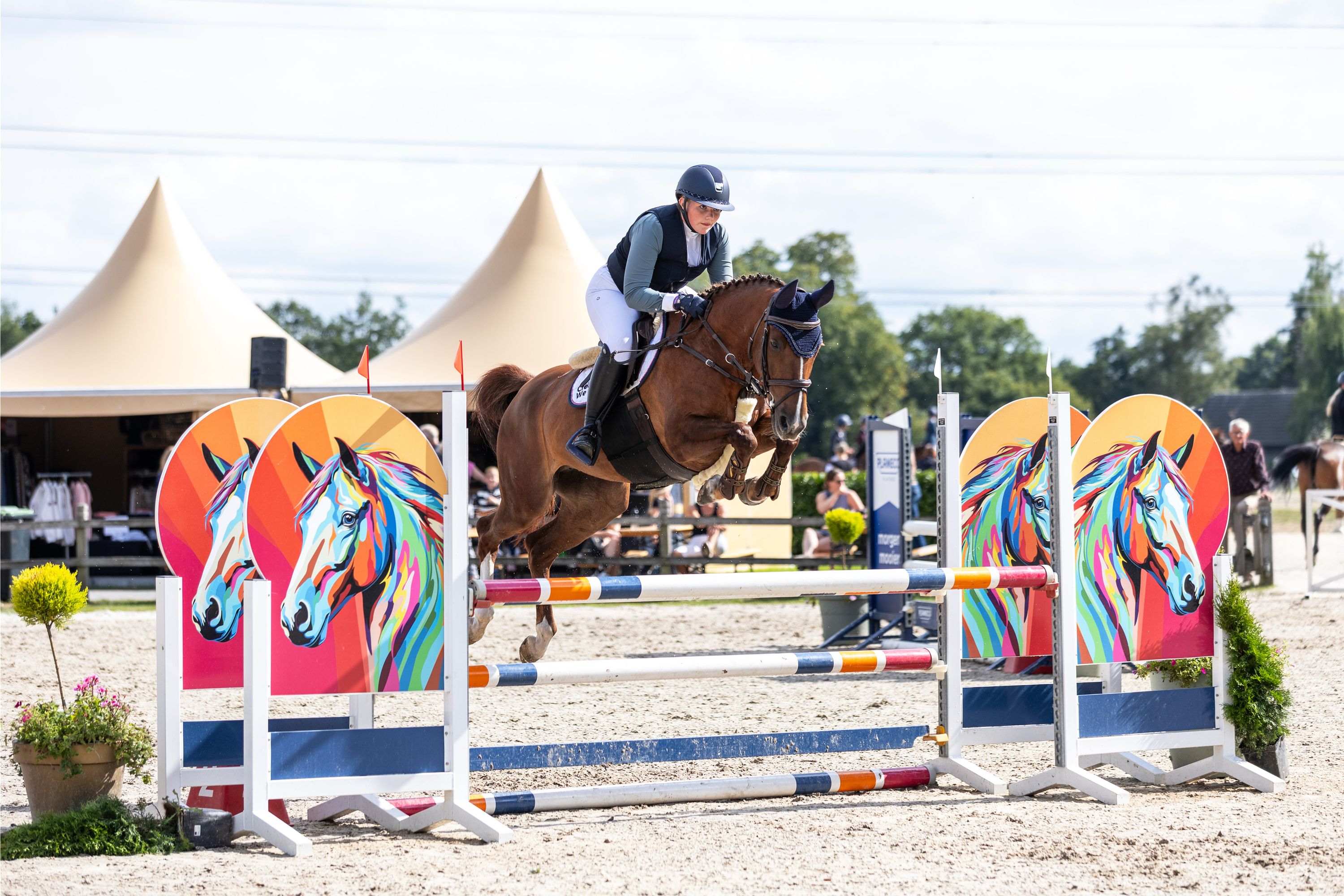 anglo-europees allround-pony merrie 8 jaar vos te koop - Foto 3