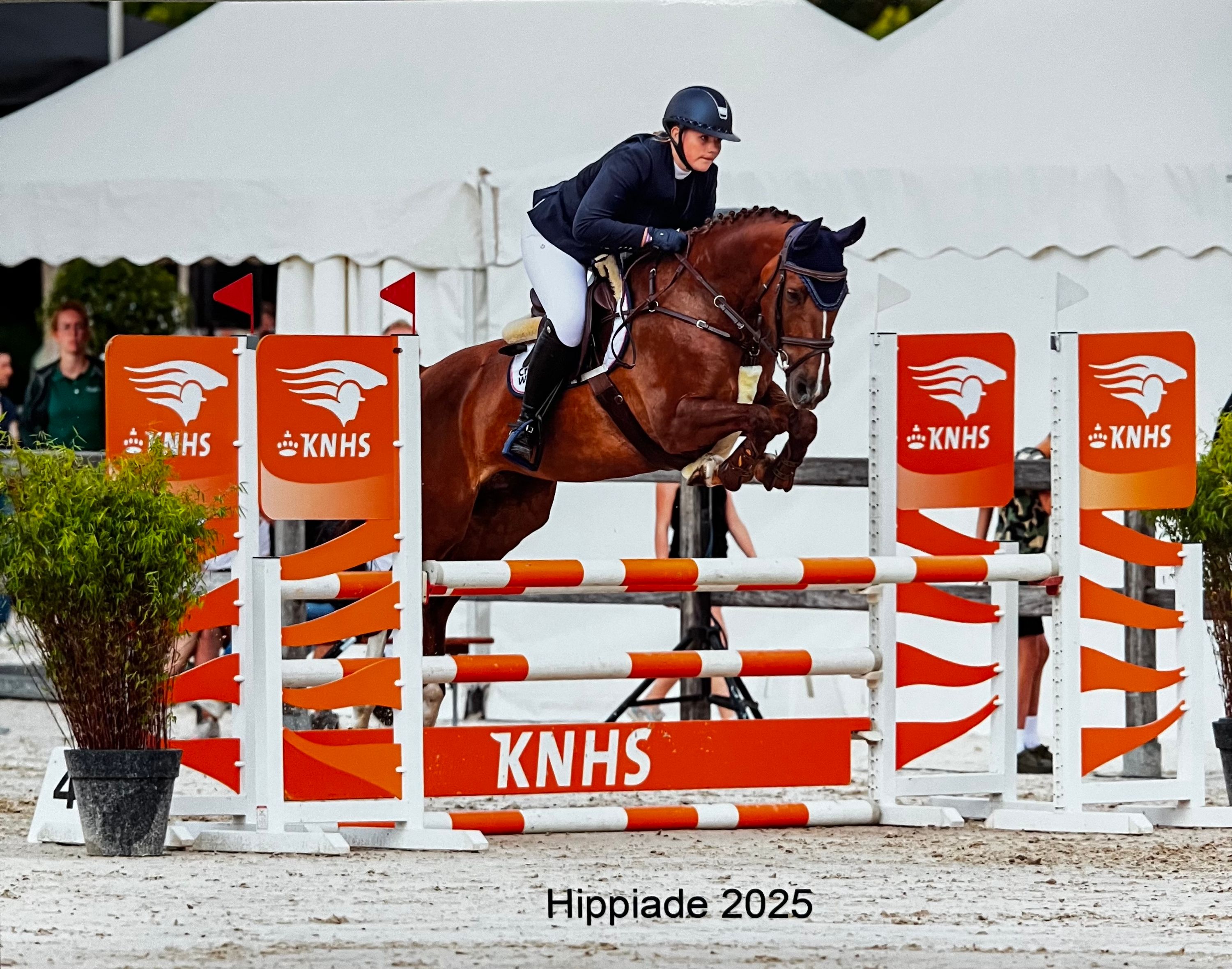 anglo-europees allround-pony merrie 8 jaar vos te koop - Foto 4