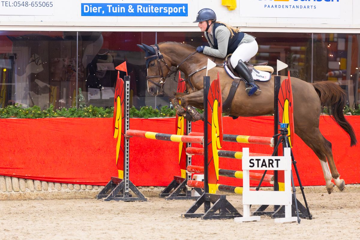 anglo-europees allround-pony merrie 8 jaar vos te koop - Foto 5