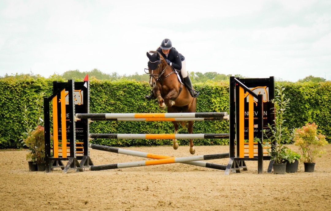 anglo-europees allround-pony merrie 8 jaar vos te koop - Foto 6