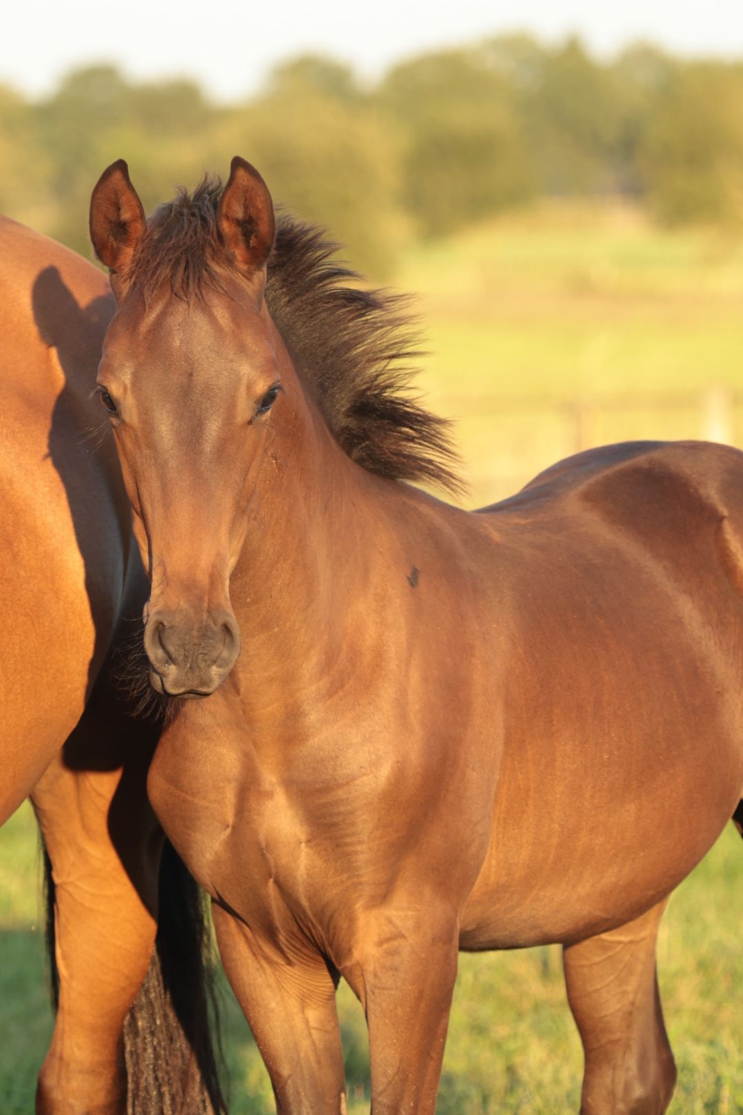 Chic Cascais Junior DG colt foal