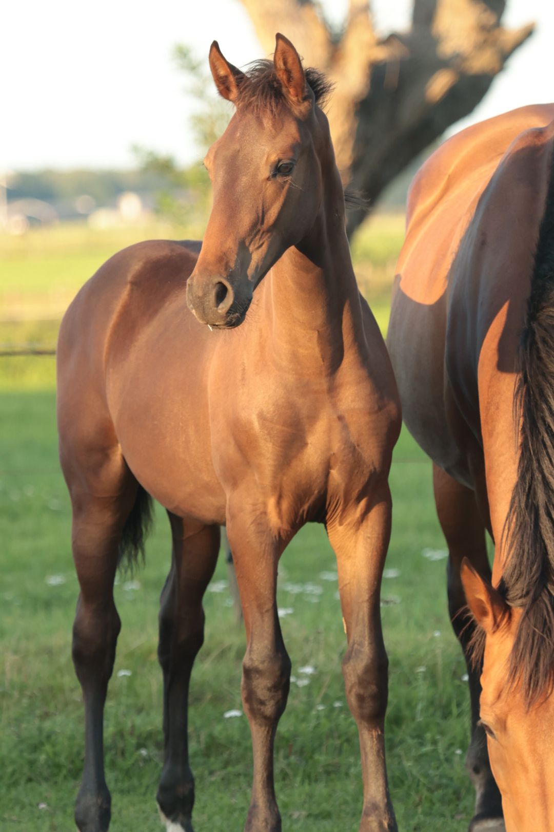 kwpn springpaard hengst 0 years old donkerbruin for sale - Photo 3