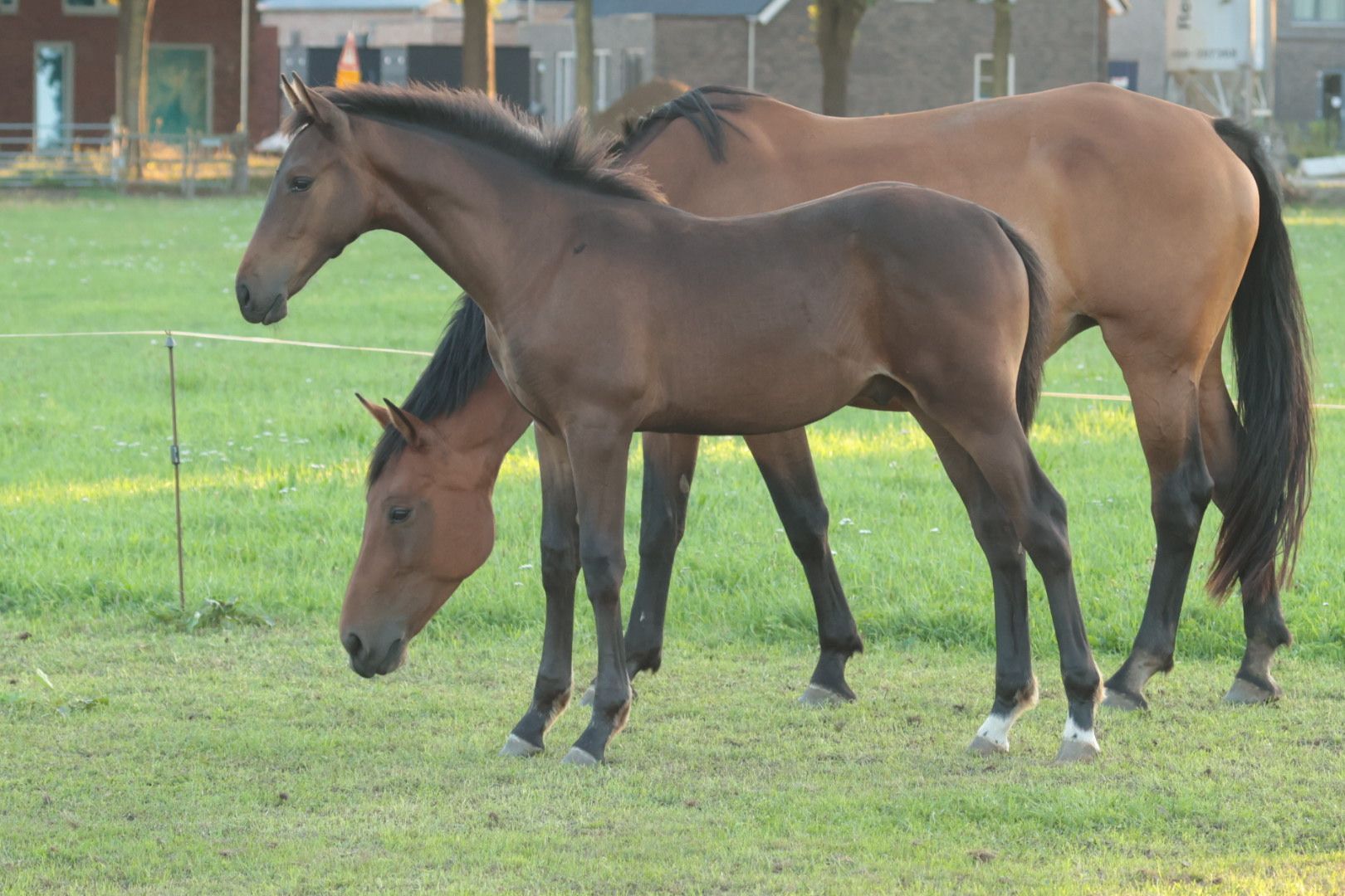 kwpn springpaard hengst 0 years old donkerbruin for sale - Photo 4