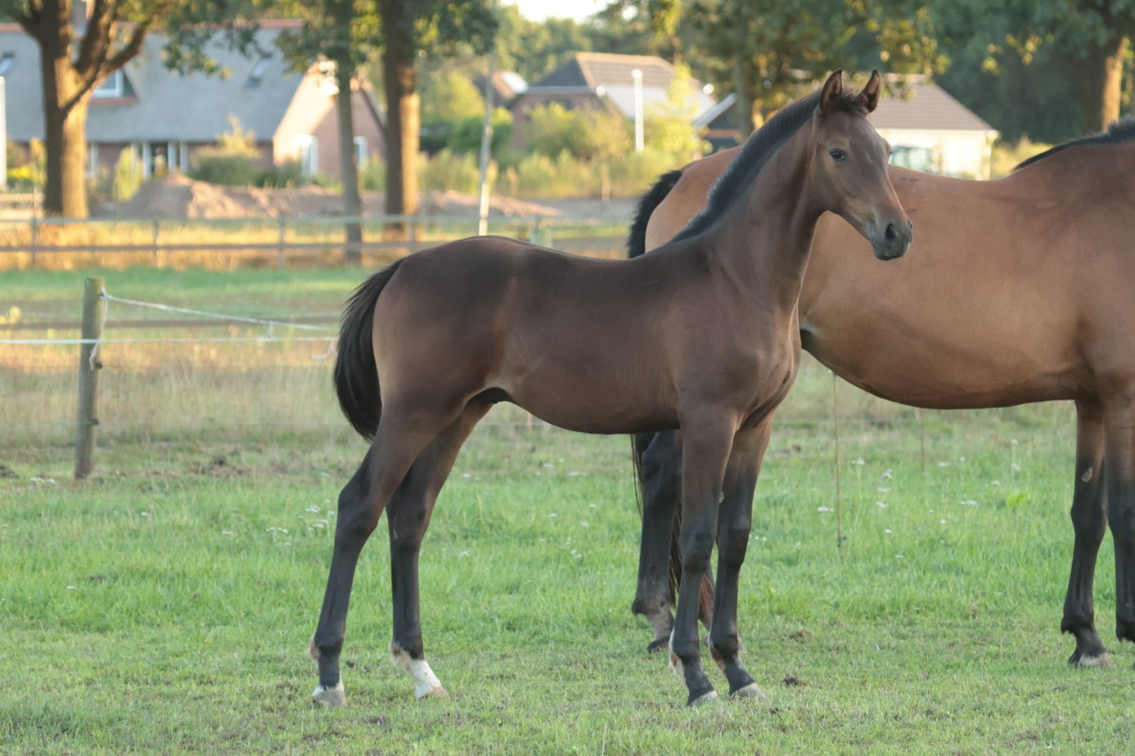 kwpn springpaard hengst 0 years old donkerbruin for sale - Photo 5