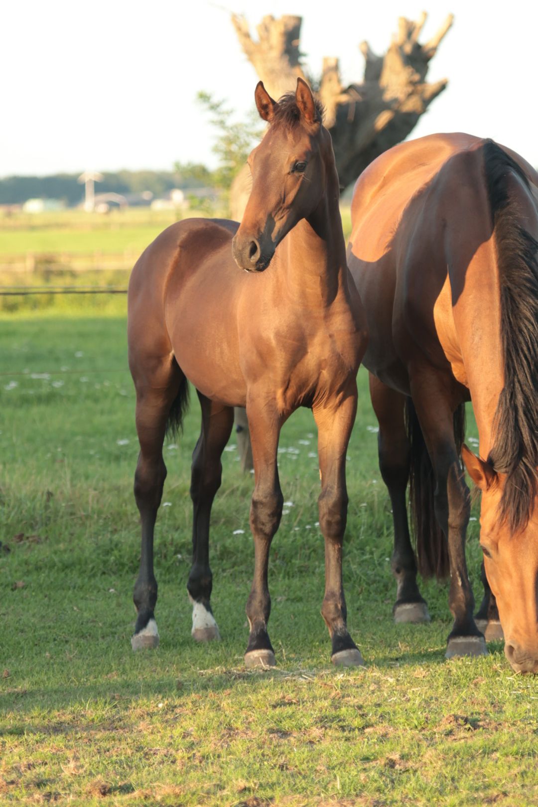 kwpn springpaard hengst 0 years old donkerbruin for sale - Photo 2